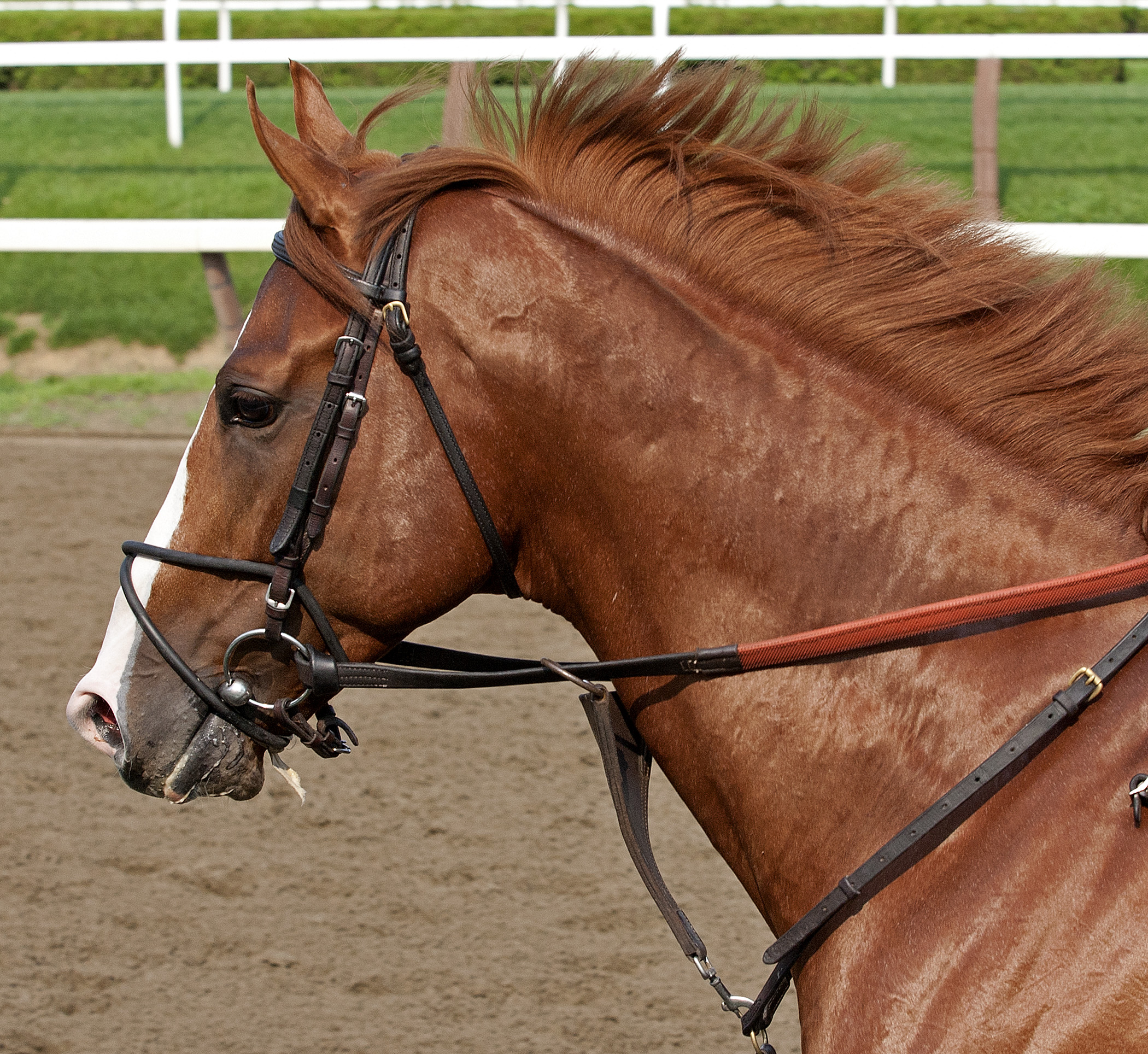 Shackleford