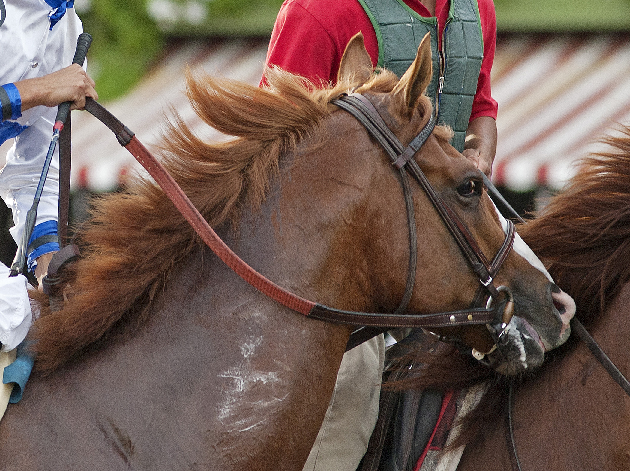 Shackleford