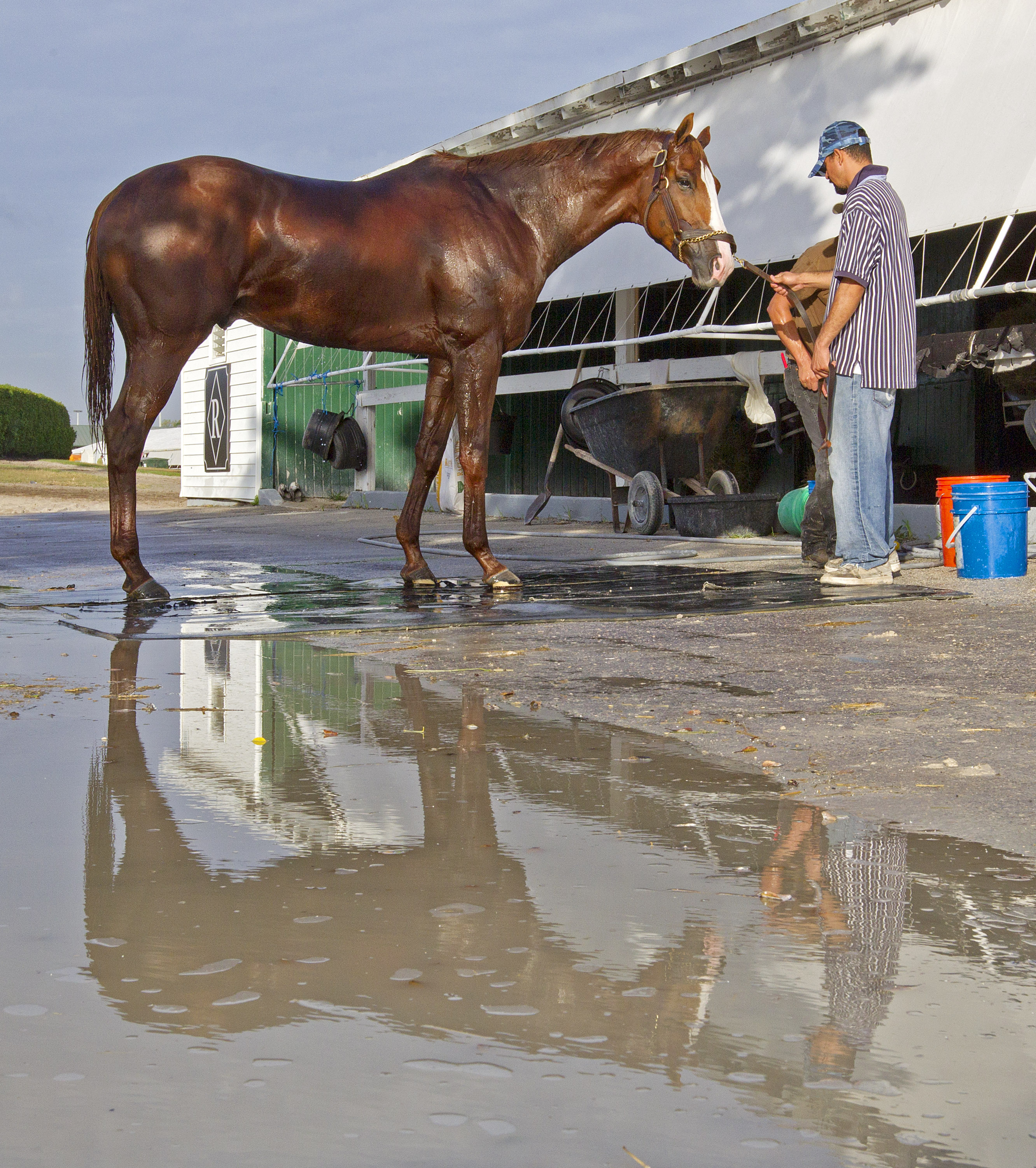 Shackleford