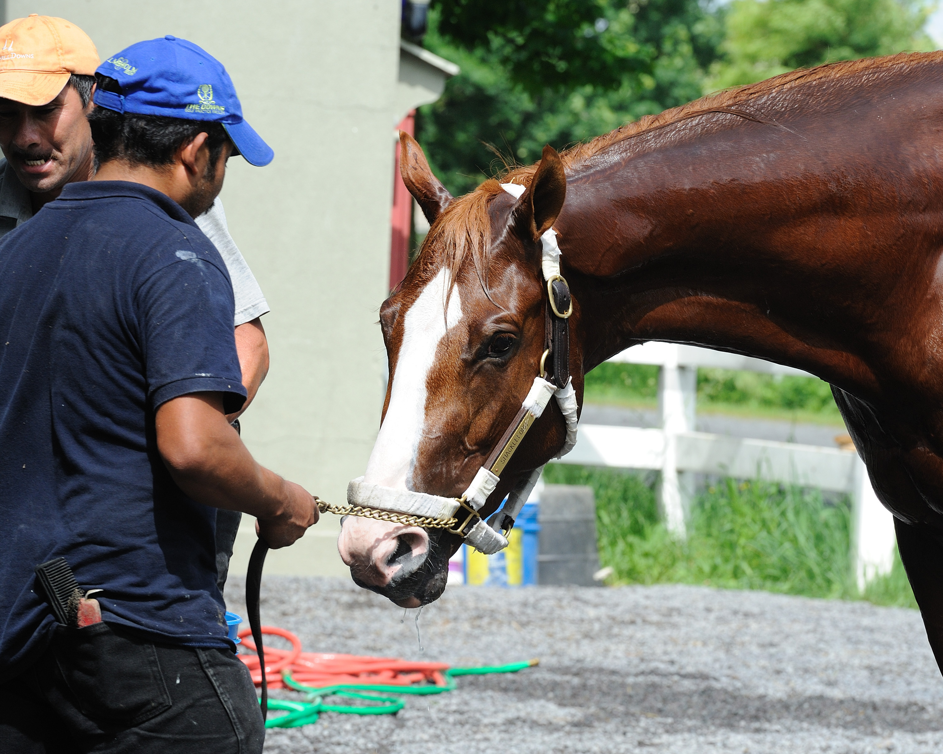 Belmont Stakes: Shackleford to have key work Saturday