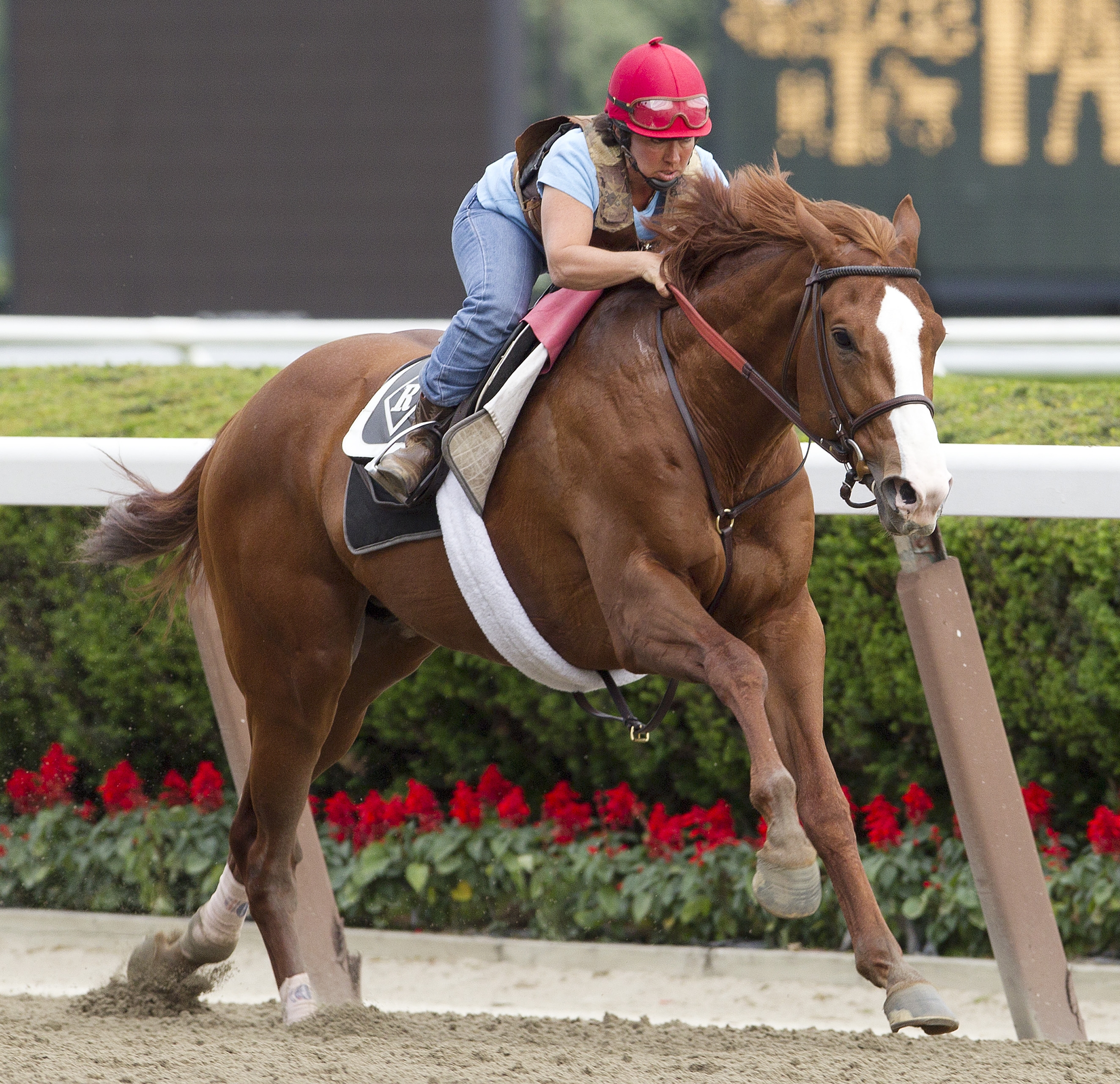 Belmont Stakes: Shackleford confirmed for race after Saturday workout