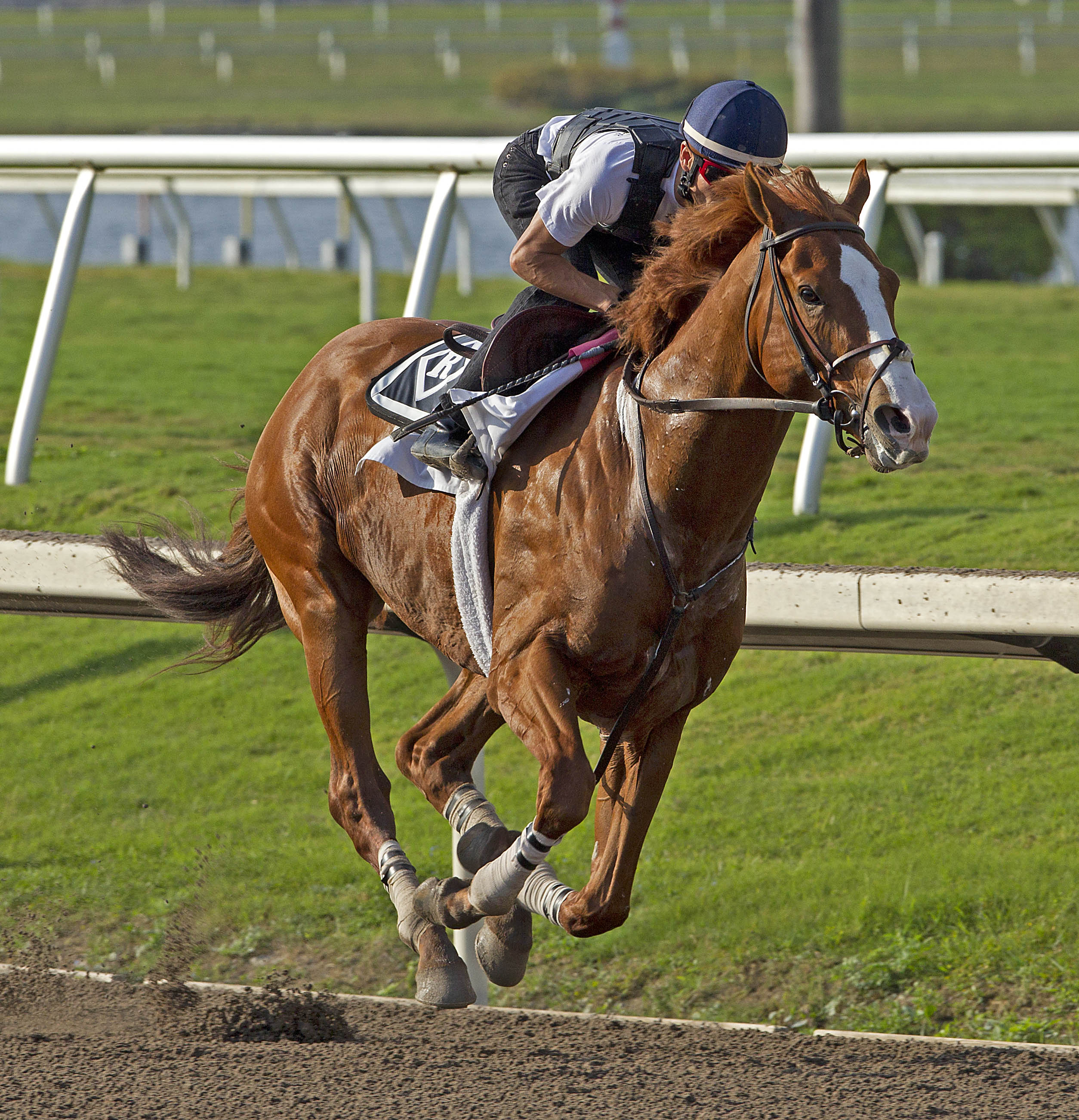 Shackleford, Jan. 28, 2012