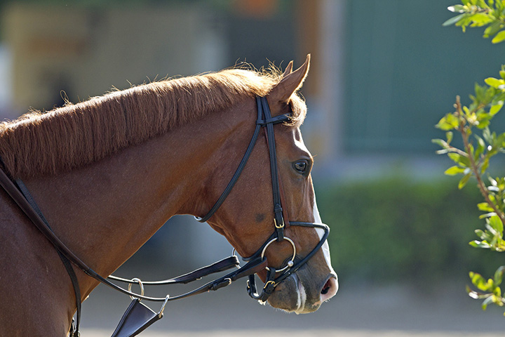 Shackleford in 2012