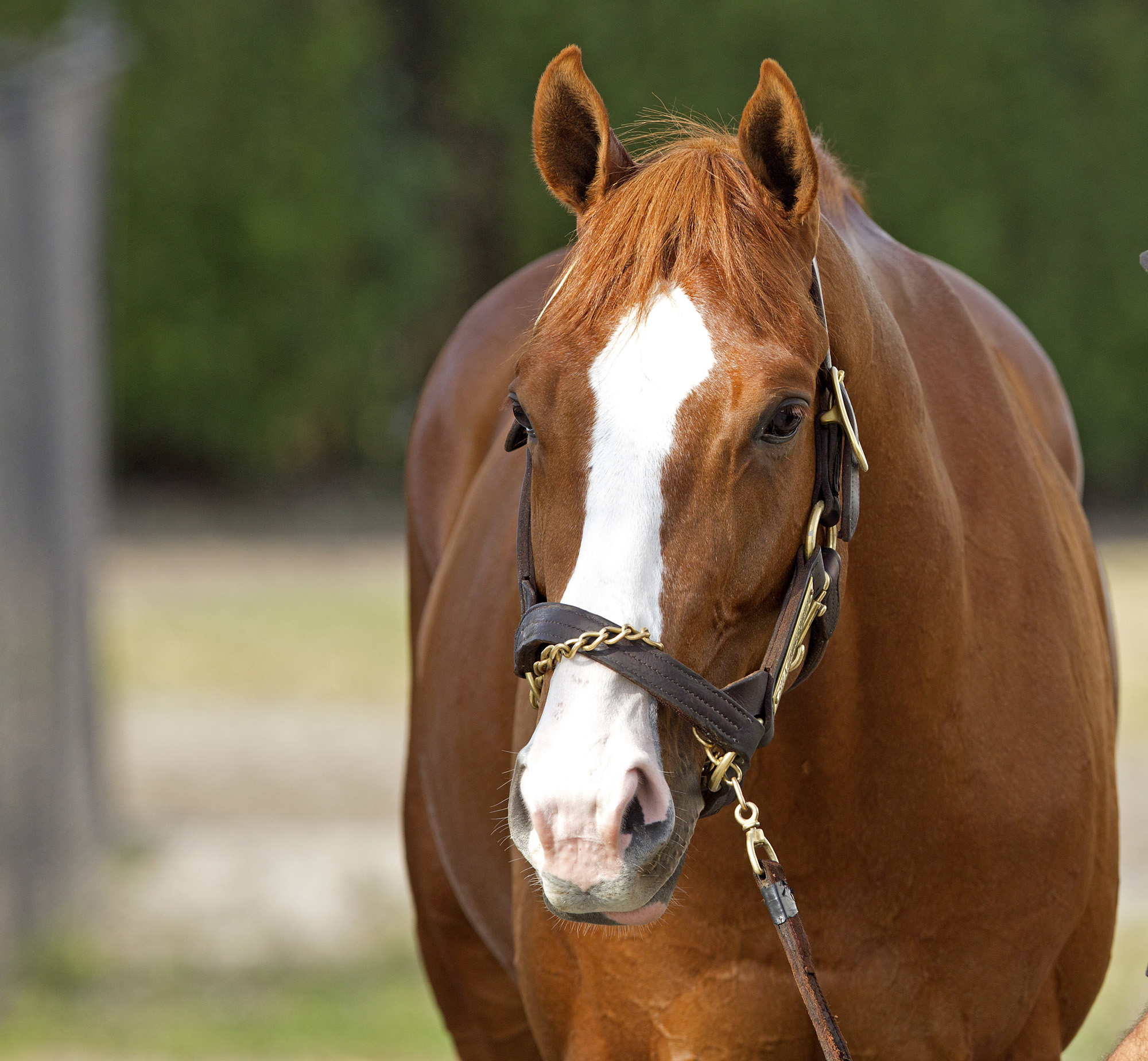 Shackleford portrait