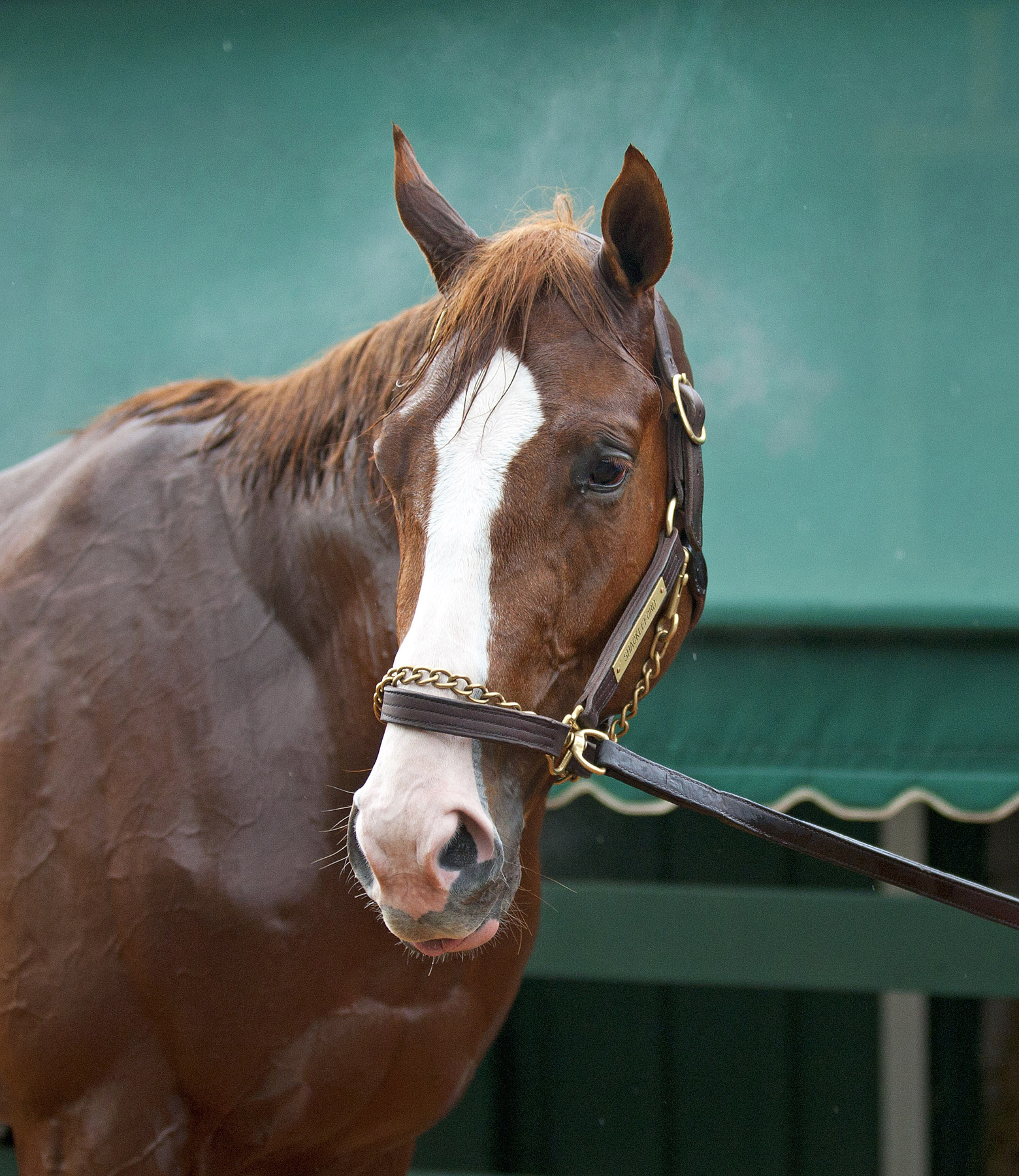 Shackleford