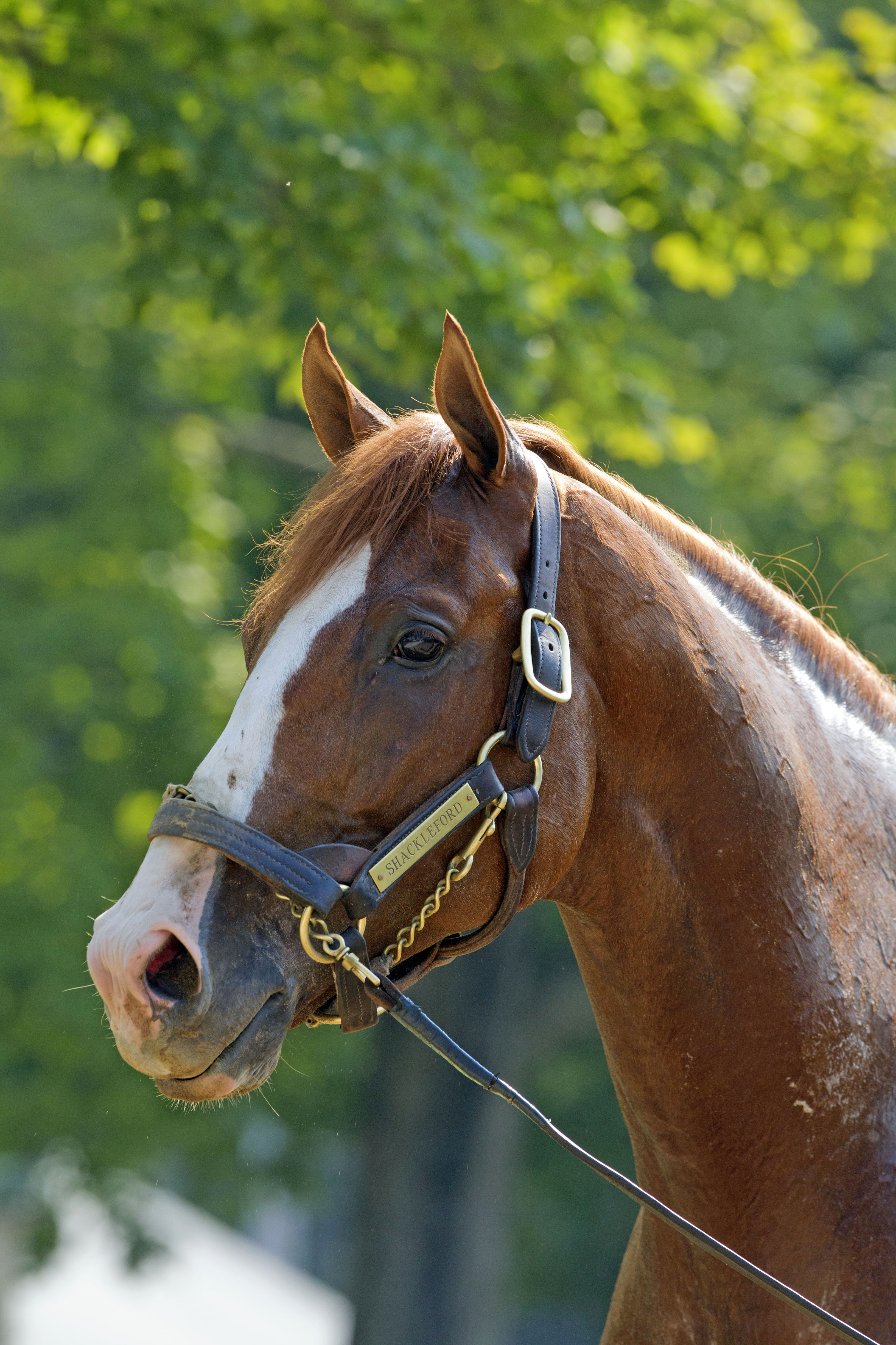 Shackleford