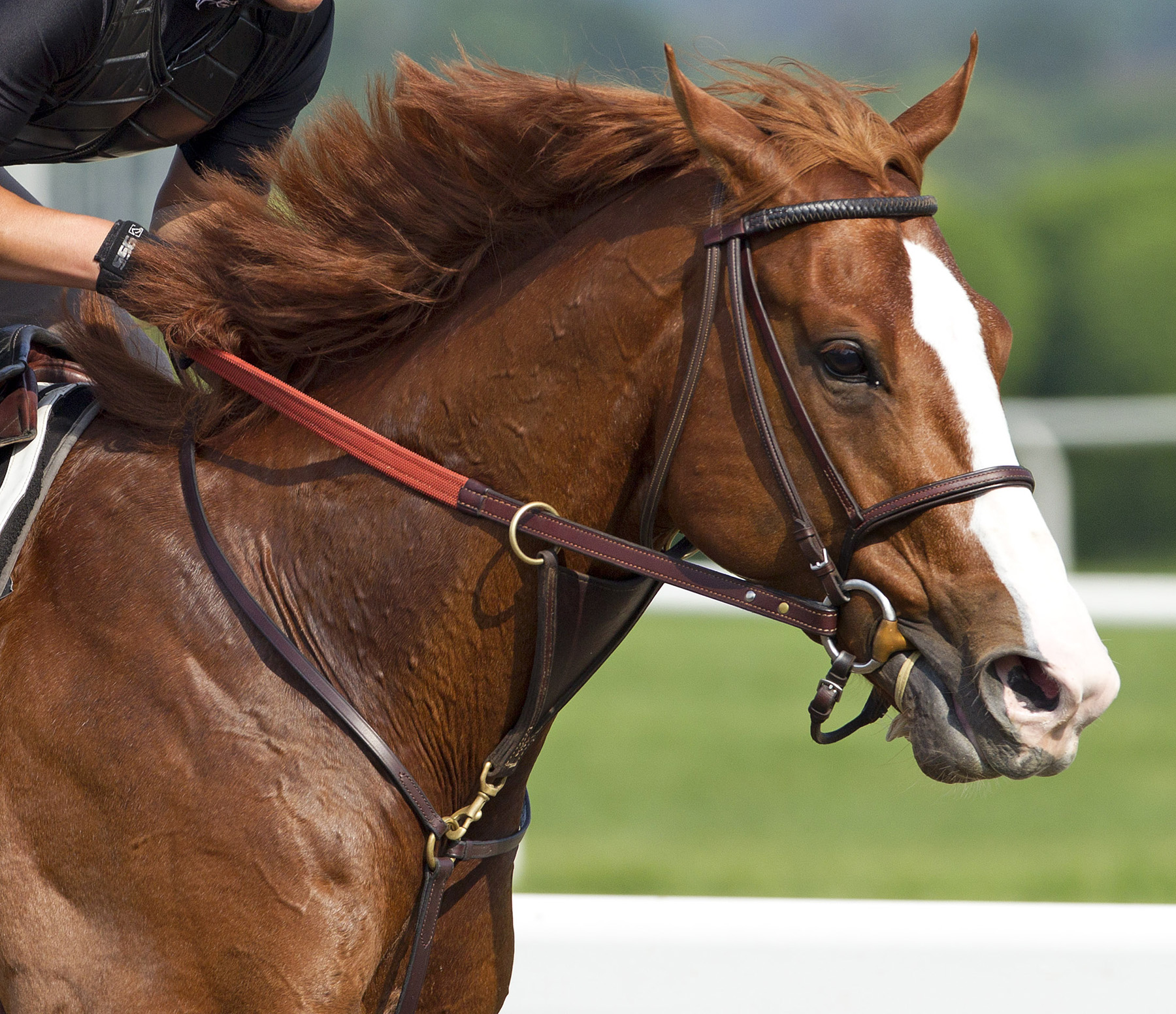Shackleford