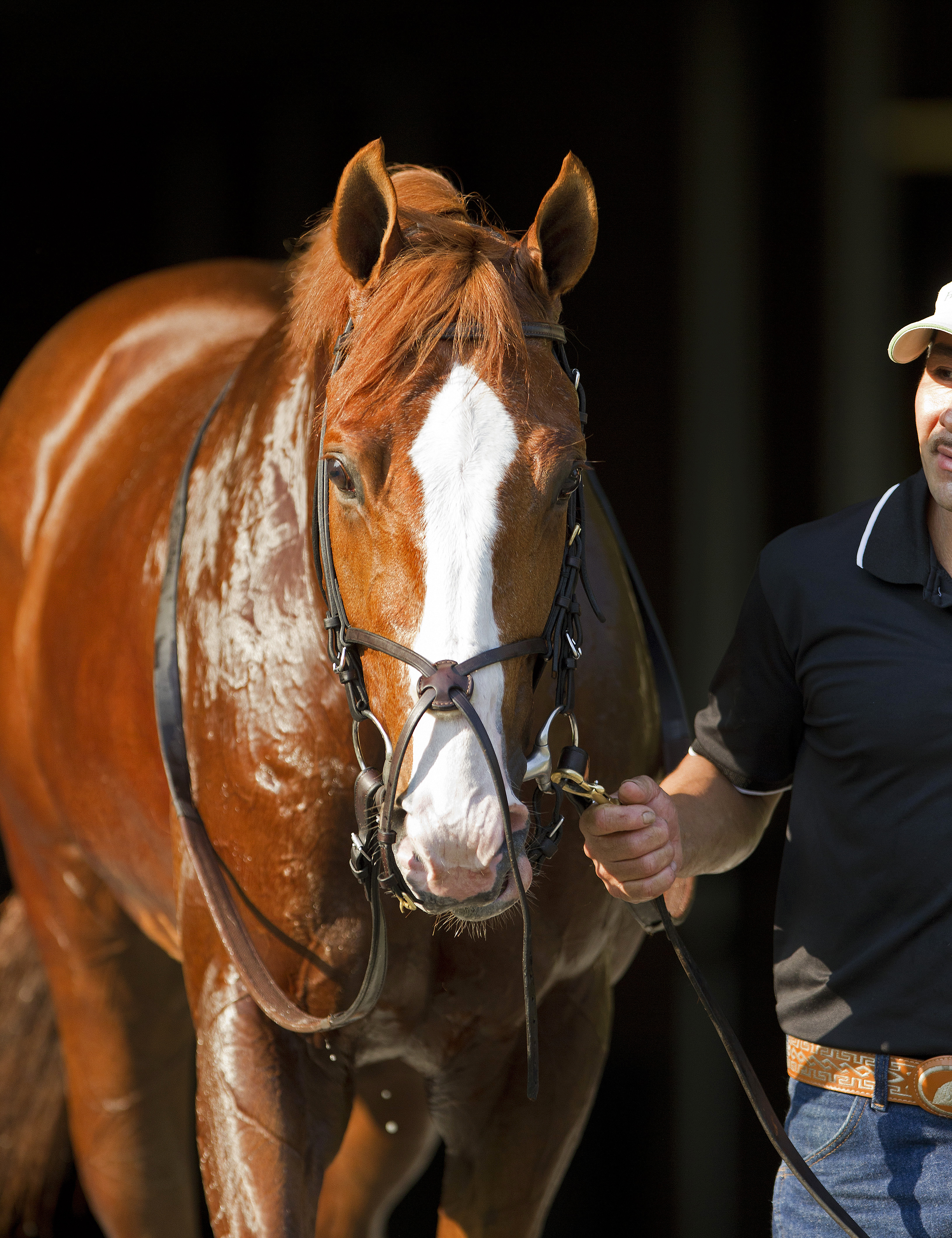 Shackleford