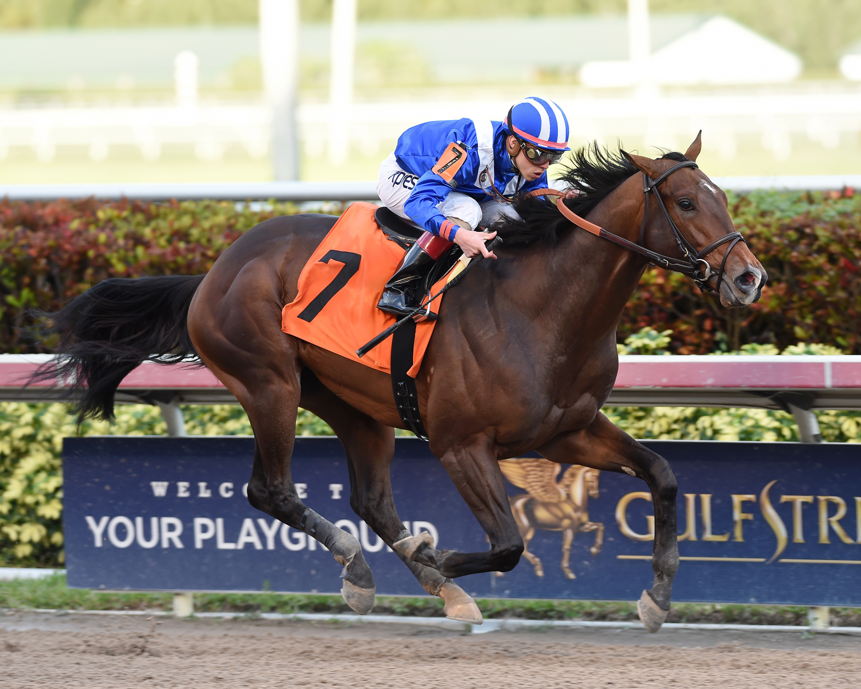 Shagaf wins a first-level allowance race on Jan. 29.