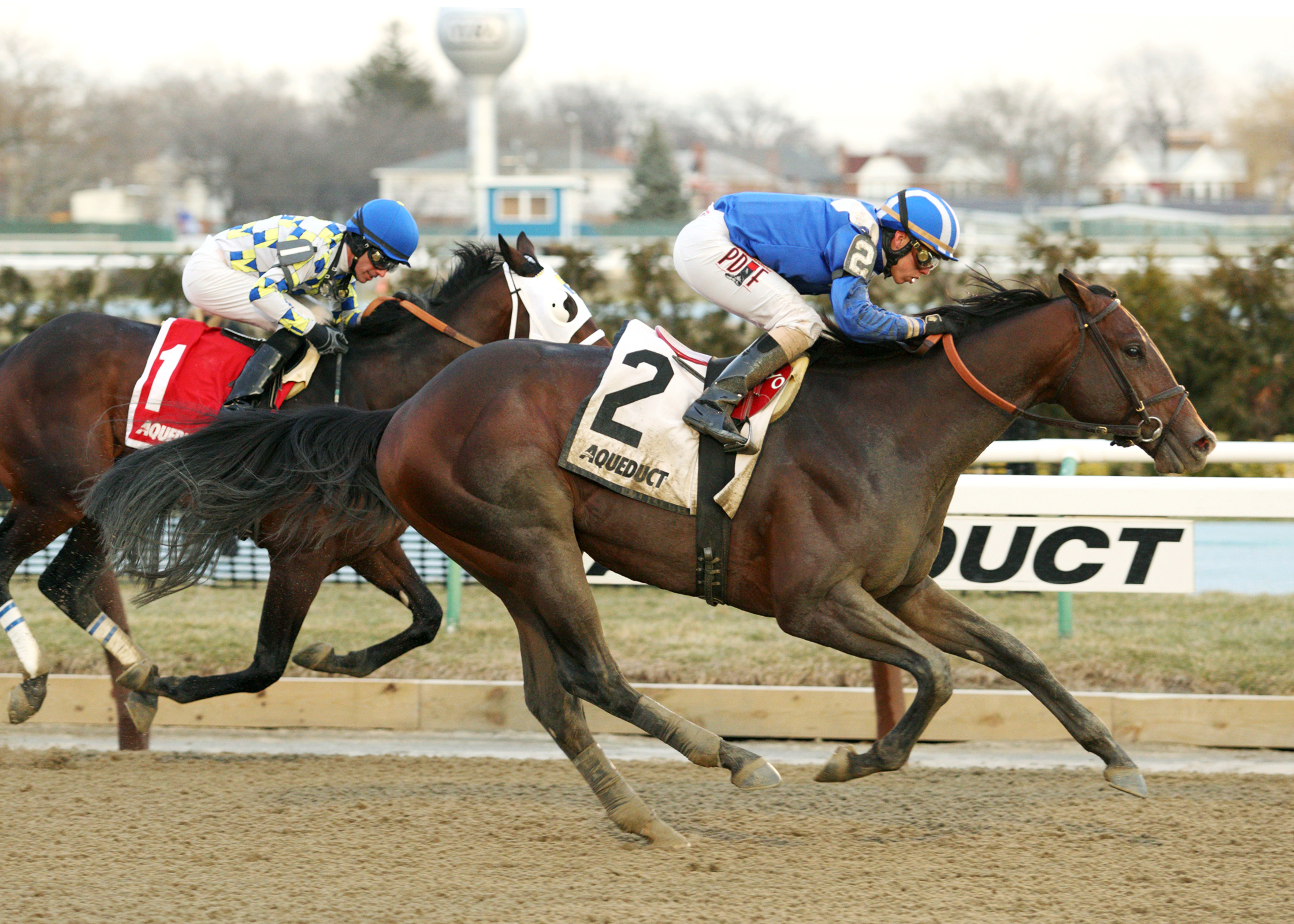 Shagaf wins the Gotham Stakes