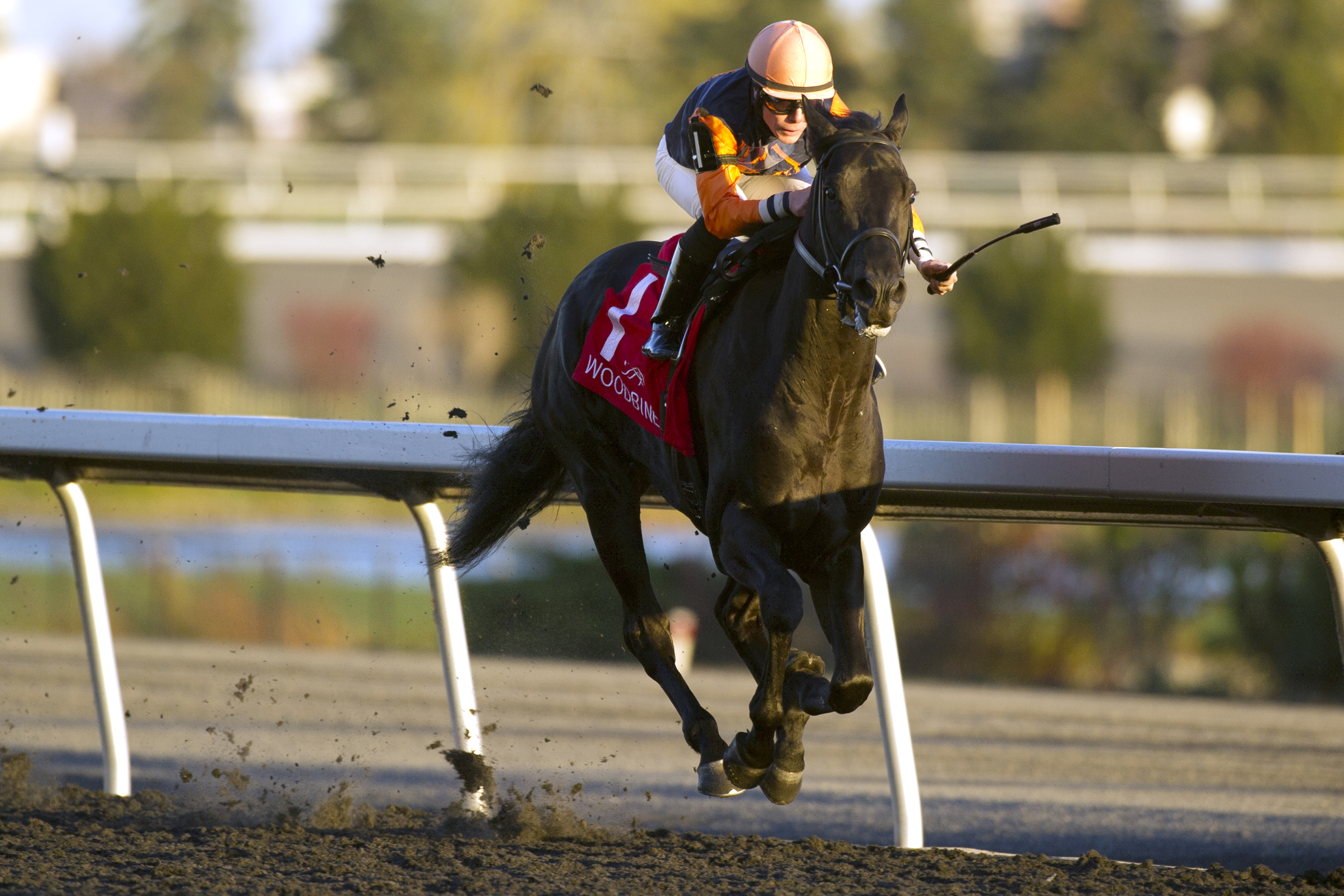 Shakhimat wins the Woodbine Coronation Futurity