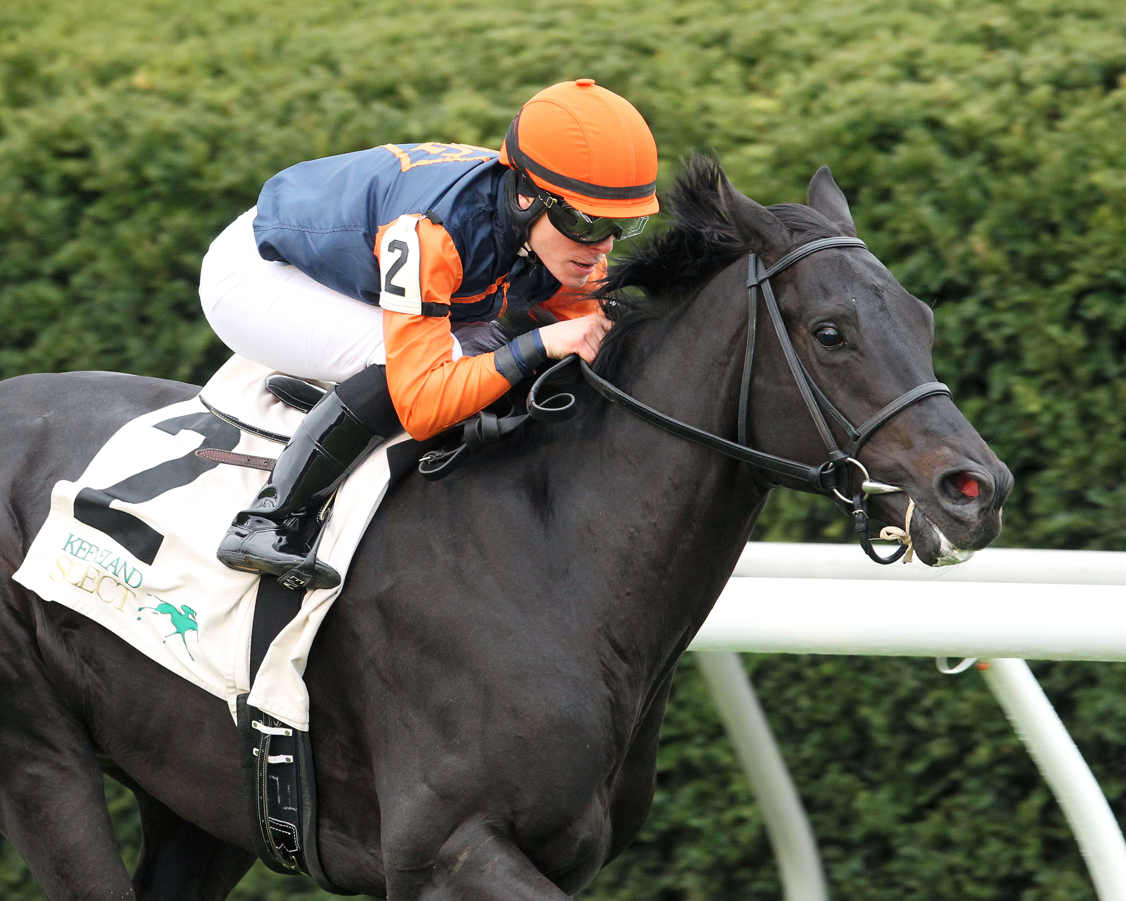 Shakhimat wins the Grade 3 Transylvania