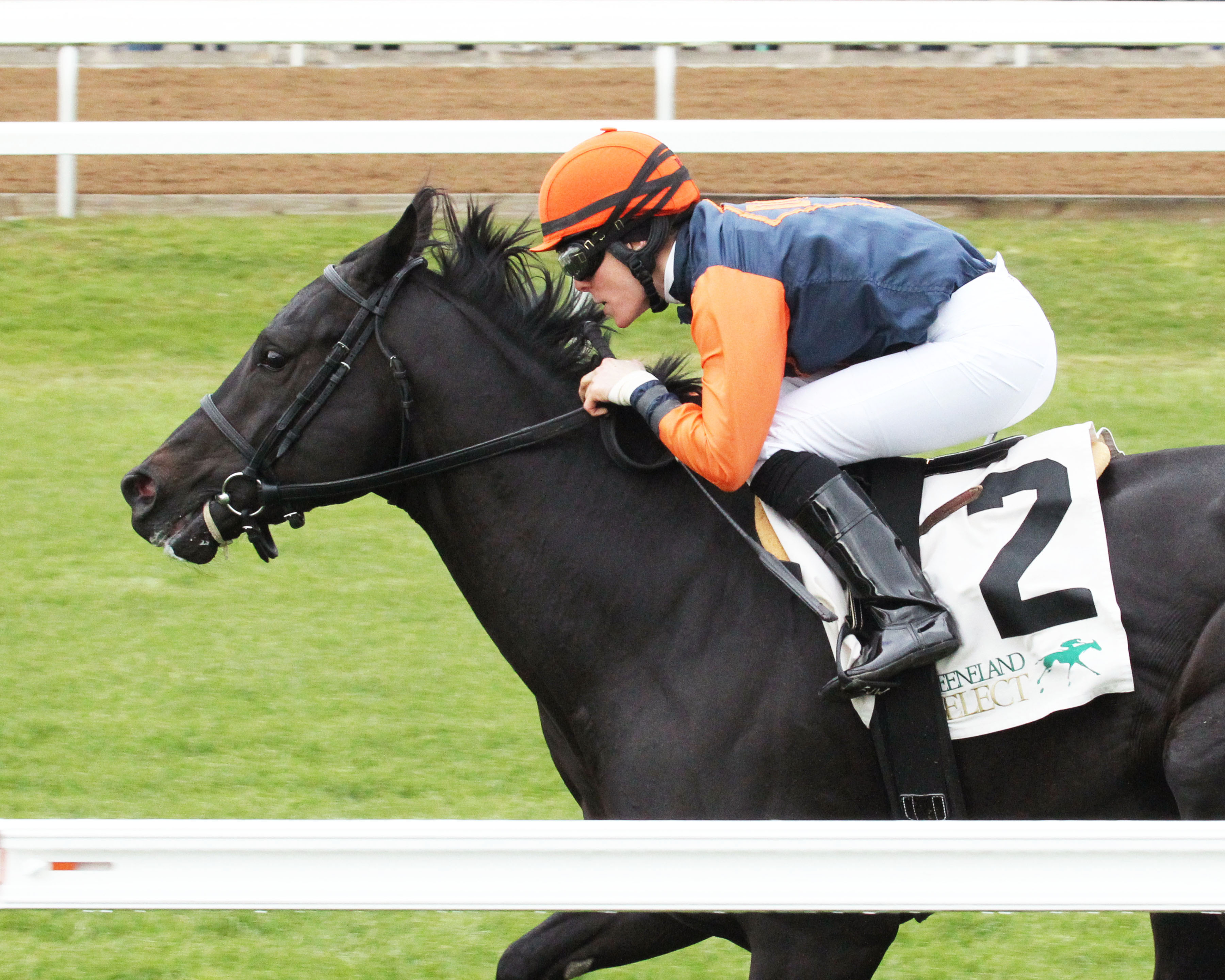 Shakhimat wins the Grade 3 Transylvania