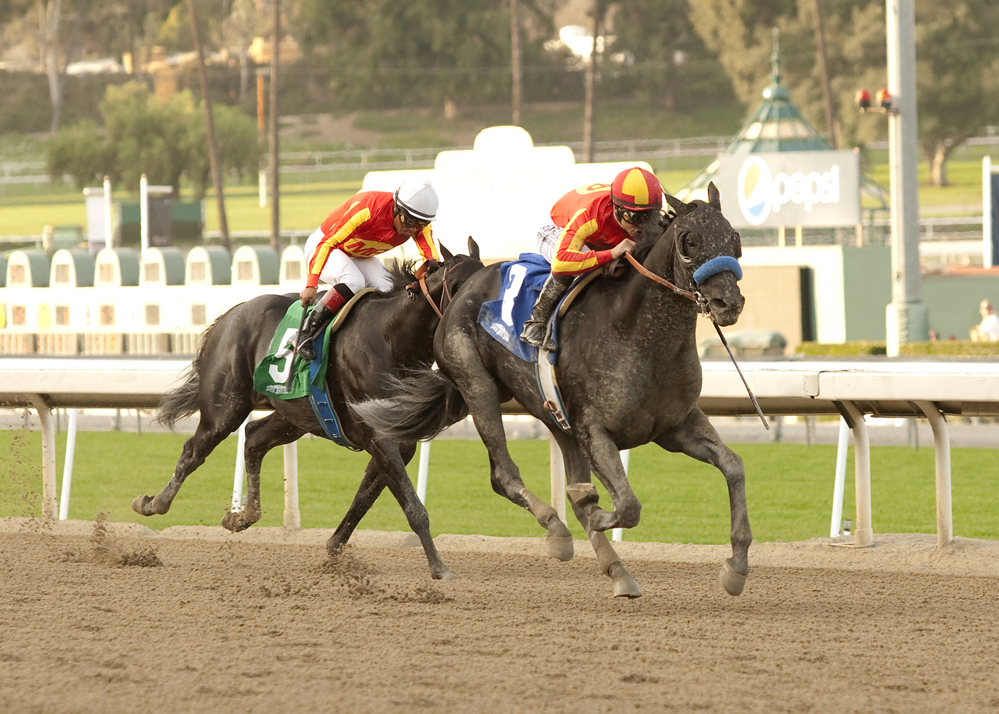 Govenor Charlie finishes second to Shakin It Up in the Strub