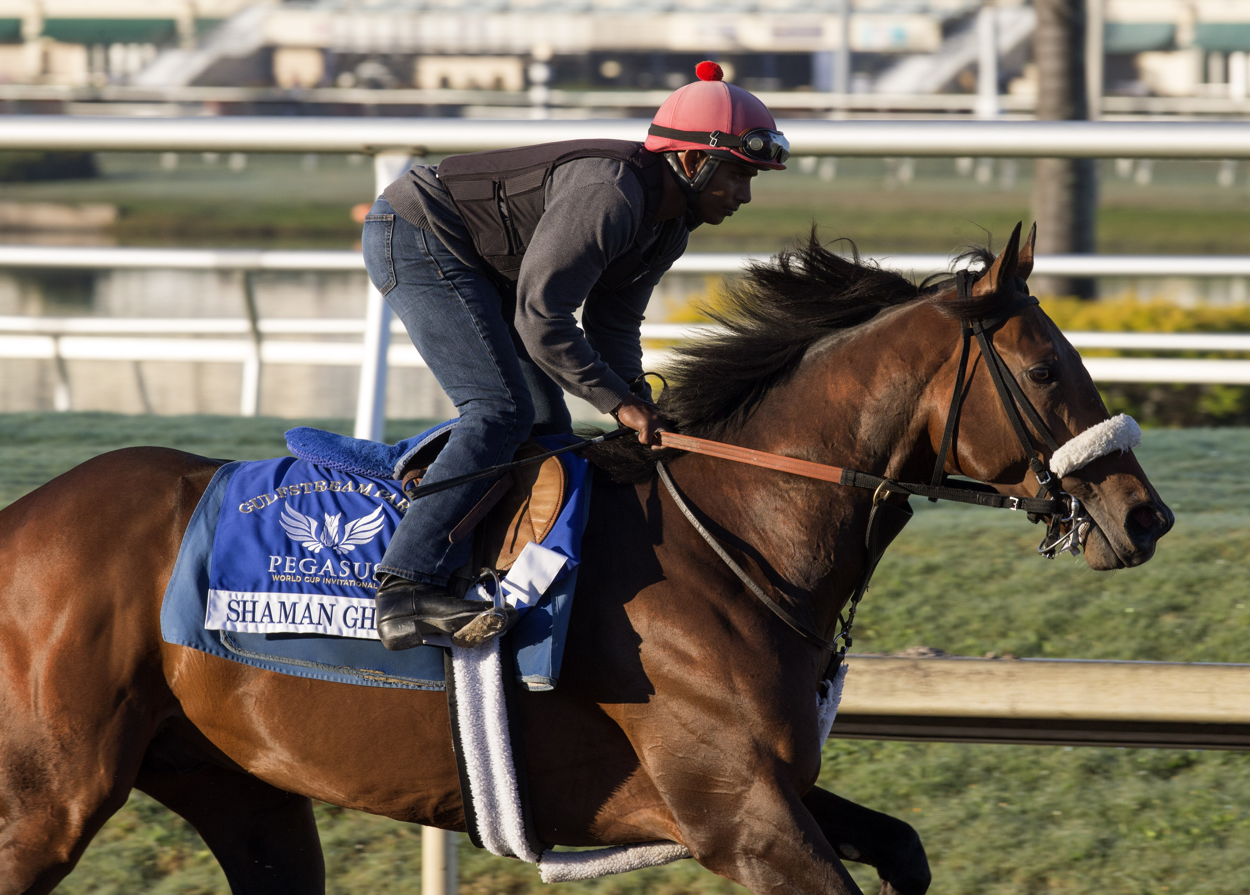 Shaman Ghost trains at Gulfstream on Jan. 25