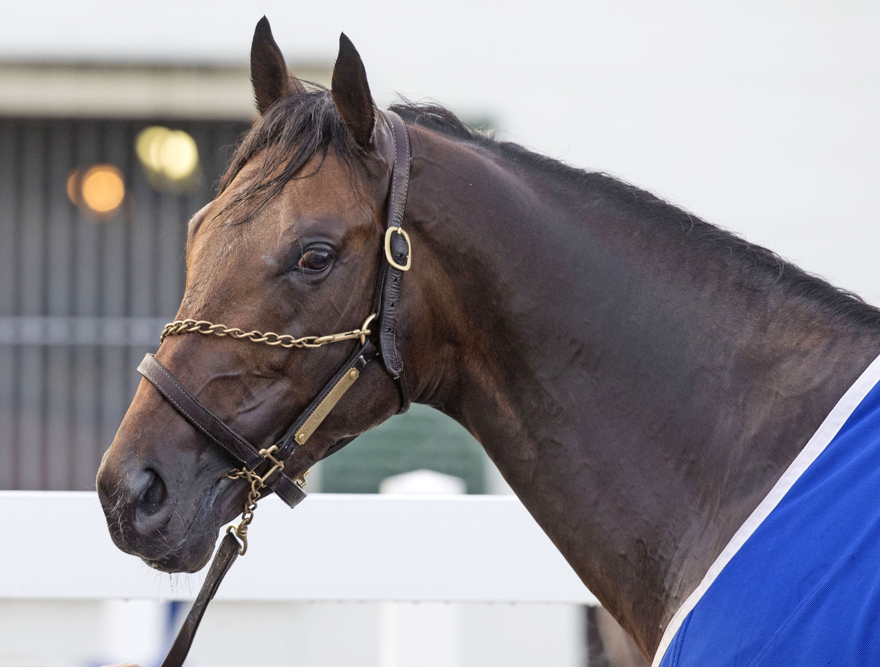 Shaman Ghost in January 2017