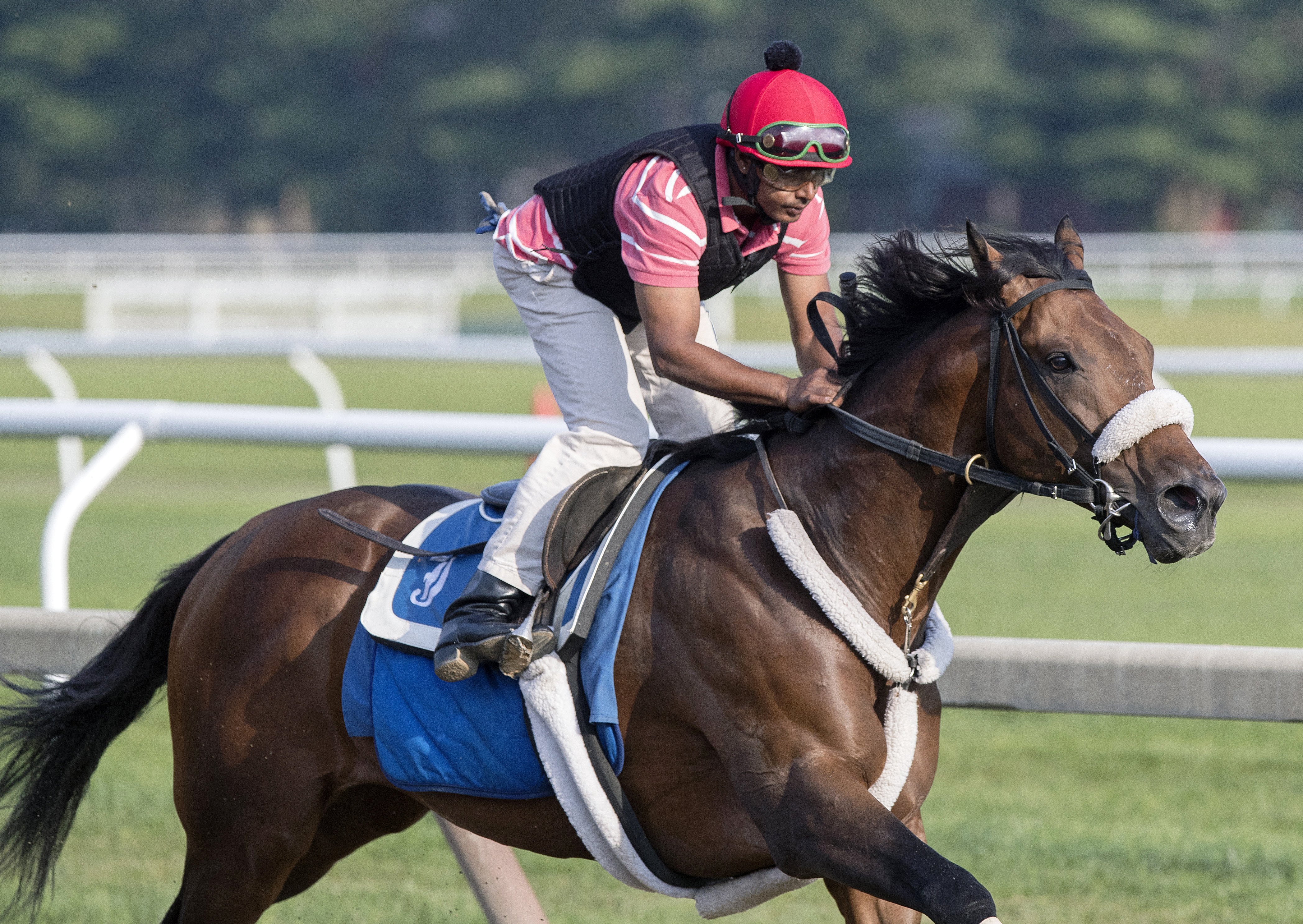 Shaman Ghost trains at Saratoga in August