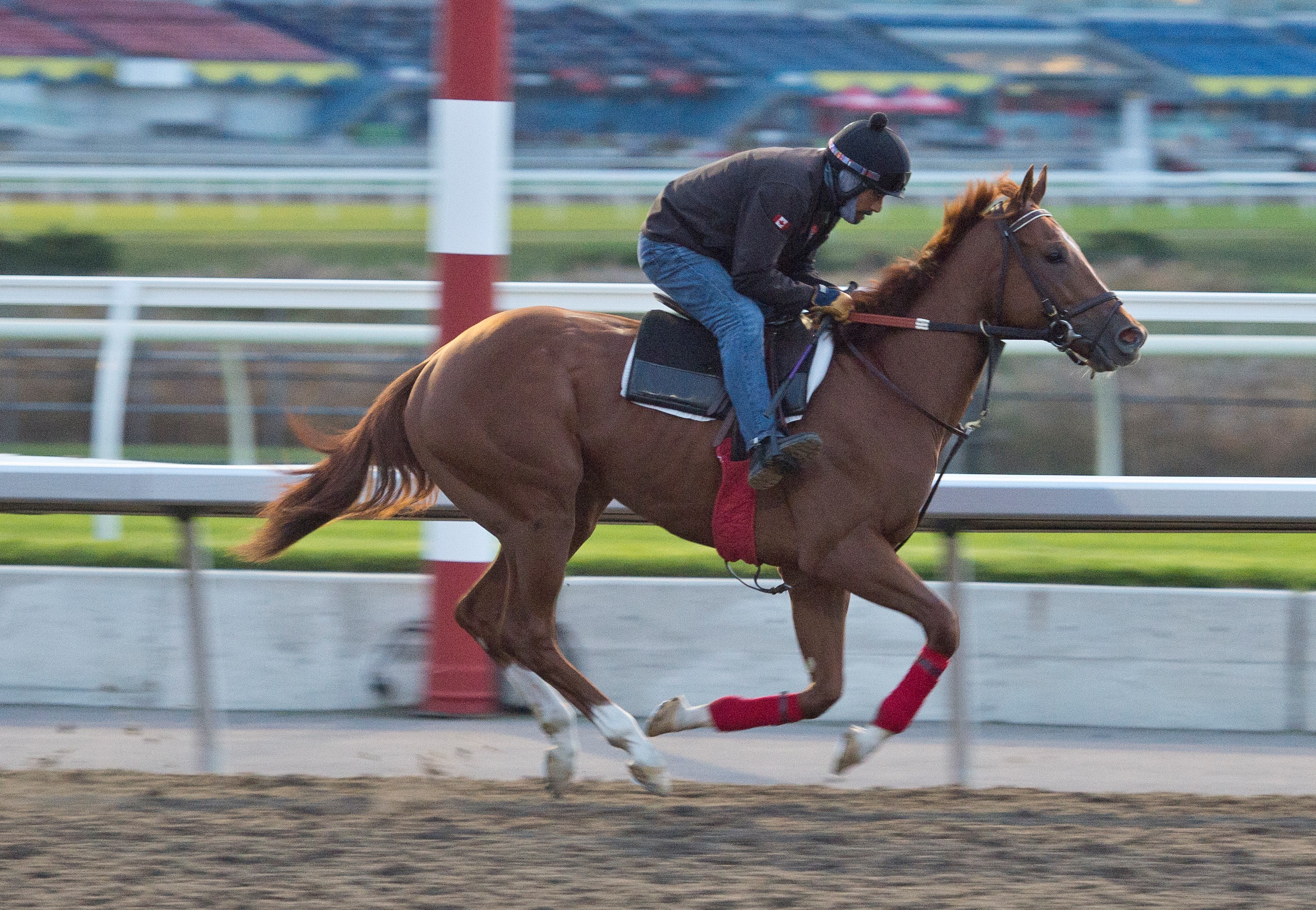 Shamateur trains at Woodbine Oct 1 2022
