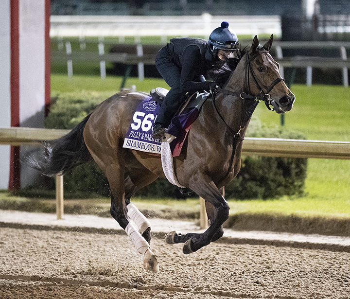 Shamrock Rose trains at Churchill on Oct. 29