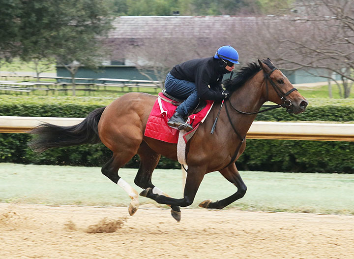 Shamrock Rose trains at Oaklawn on Feb. 16