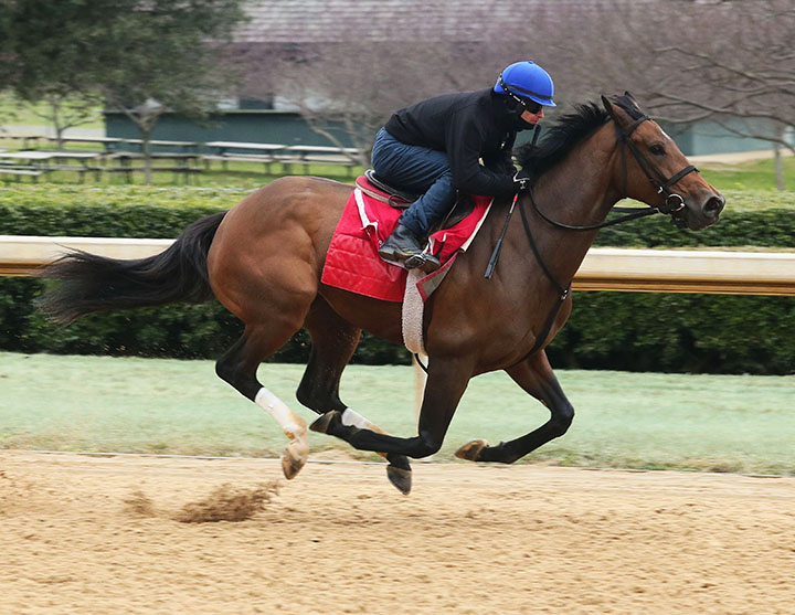 Shamrock Rose trains at Oaklawn on Feb. 16