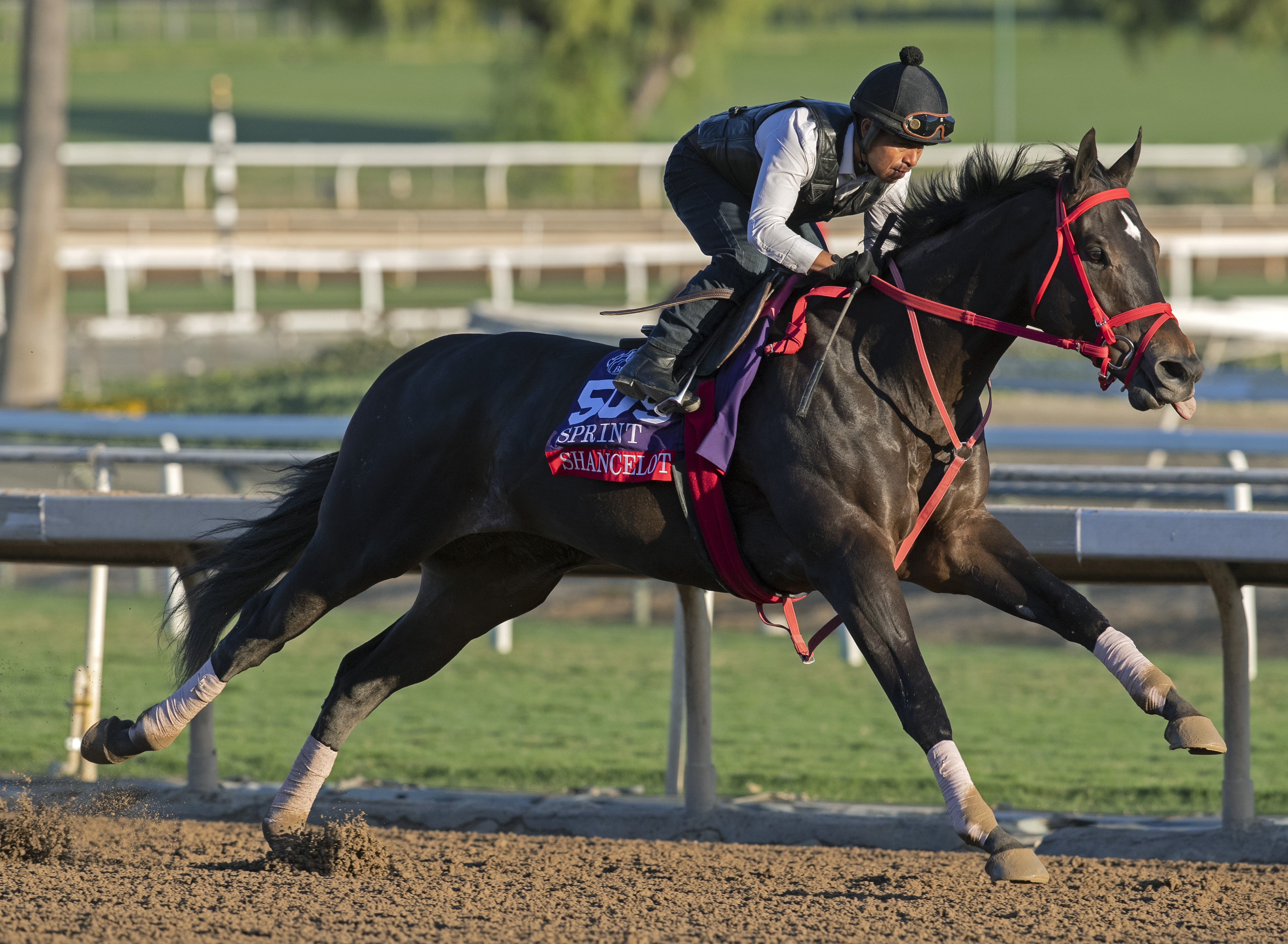Shancelot works at Santa Anita on 10.26.19