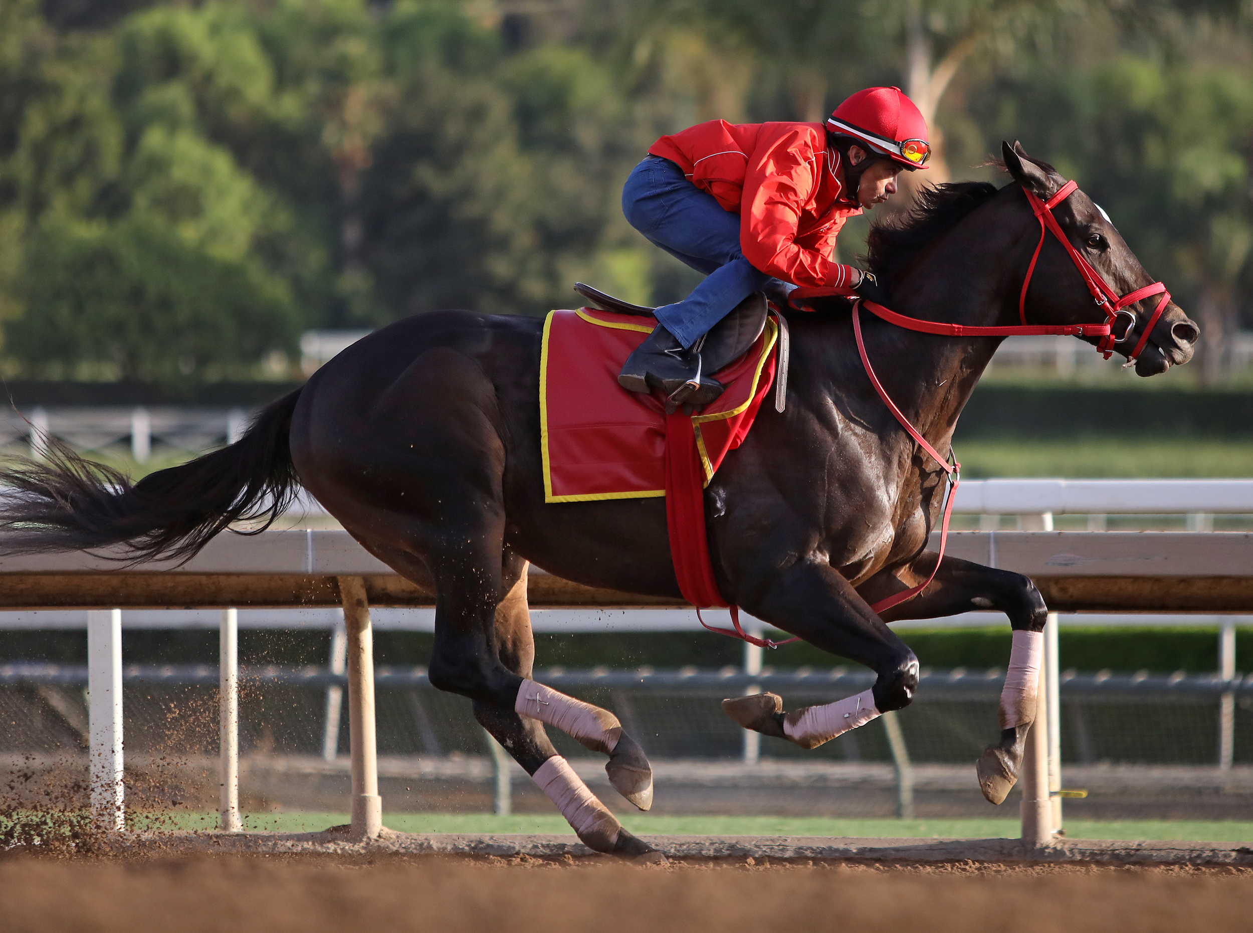 Shancelot works at Santa Anita Park on 9.29.19