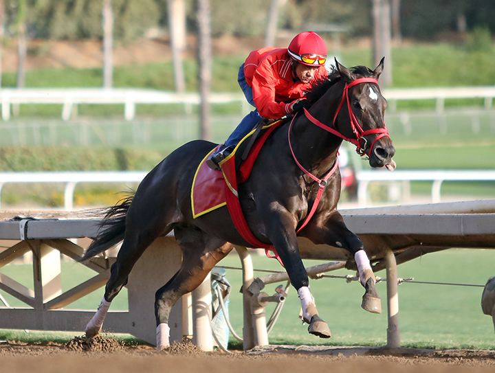 Shancelot trains at Santa Anita Park on Sept. 29