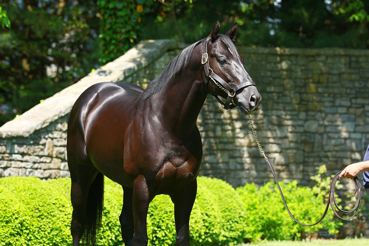 Shanghai Bobby at Coolmore 2014