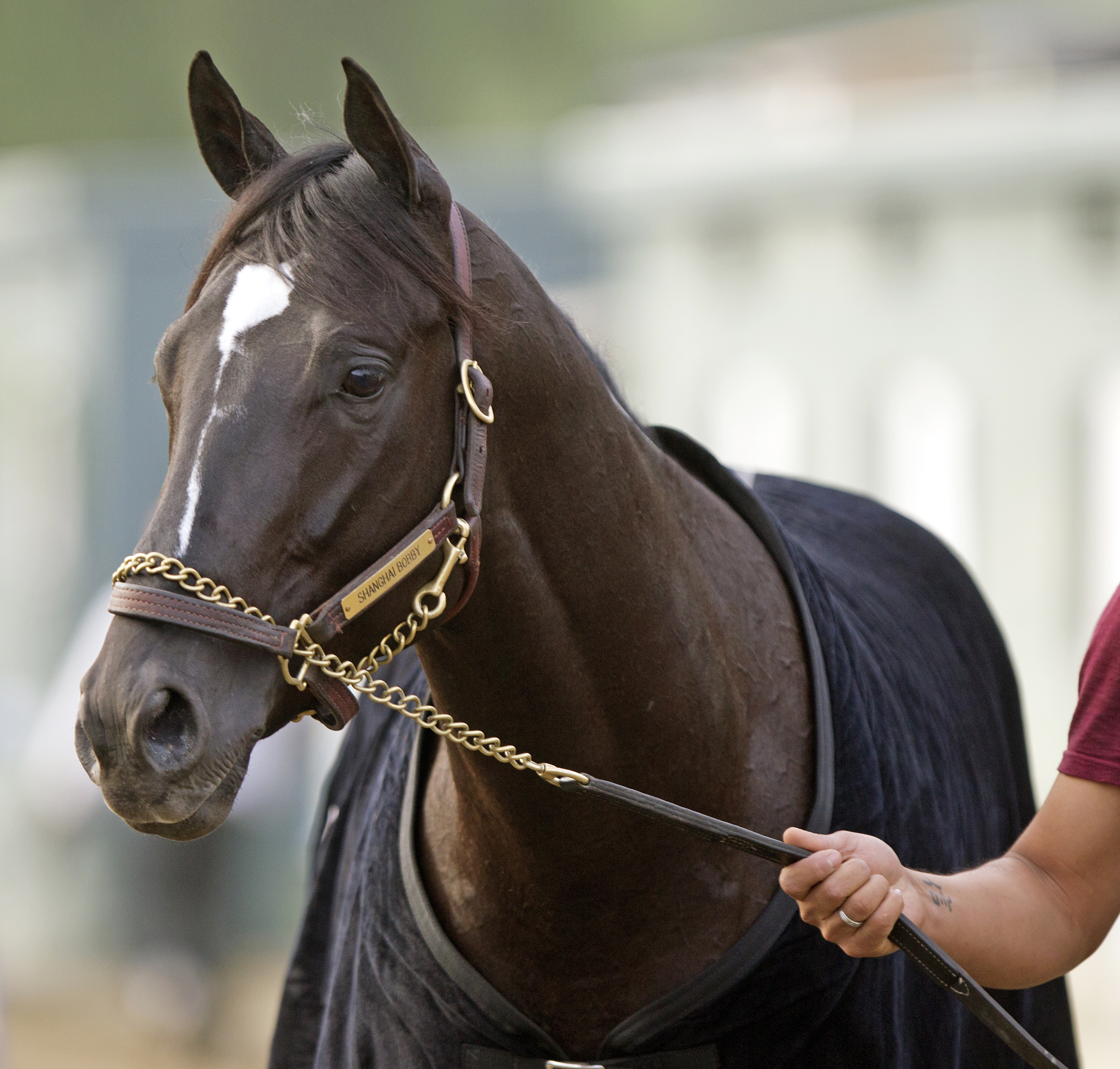 Shanghai Bobby in 2012