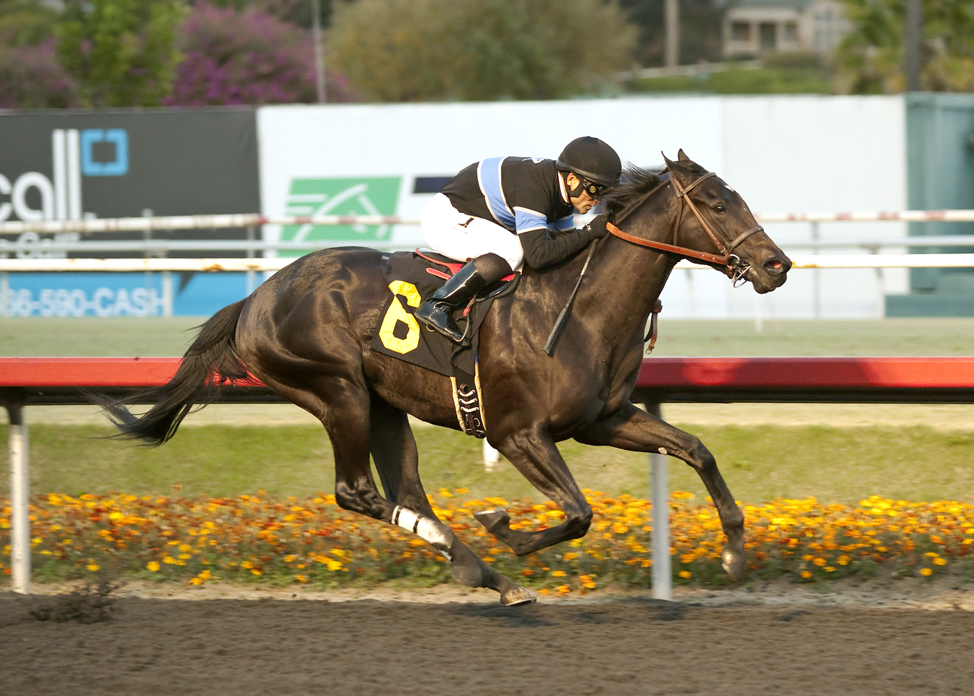 Shared Belief wins the CashCall Futurity