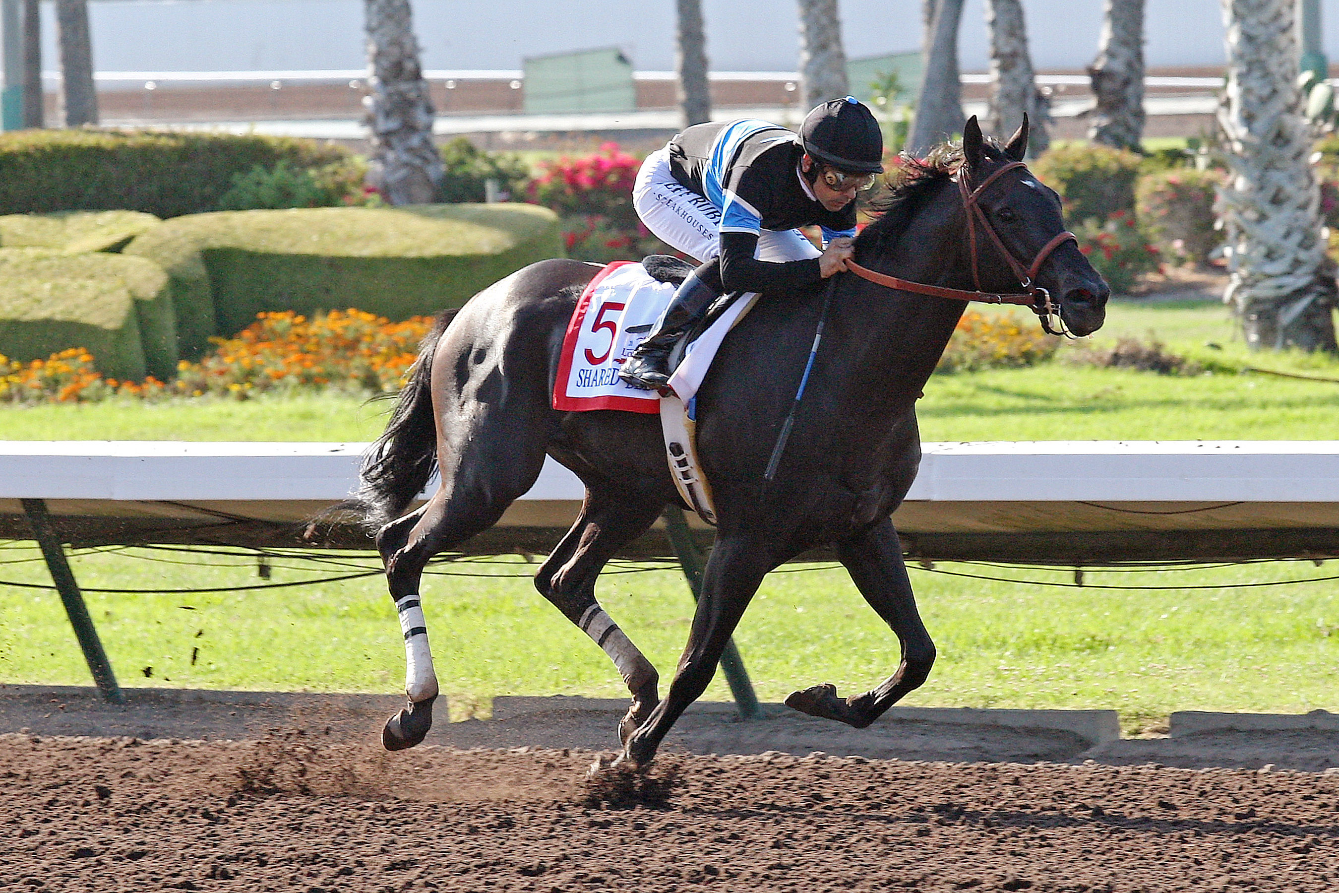 Shared Belief wins the Los Alamitos Derby
