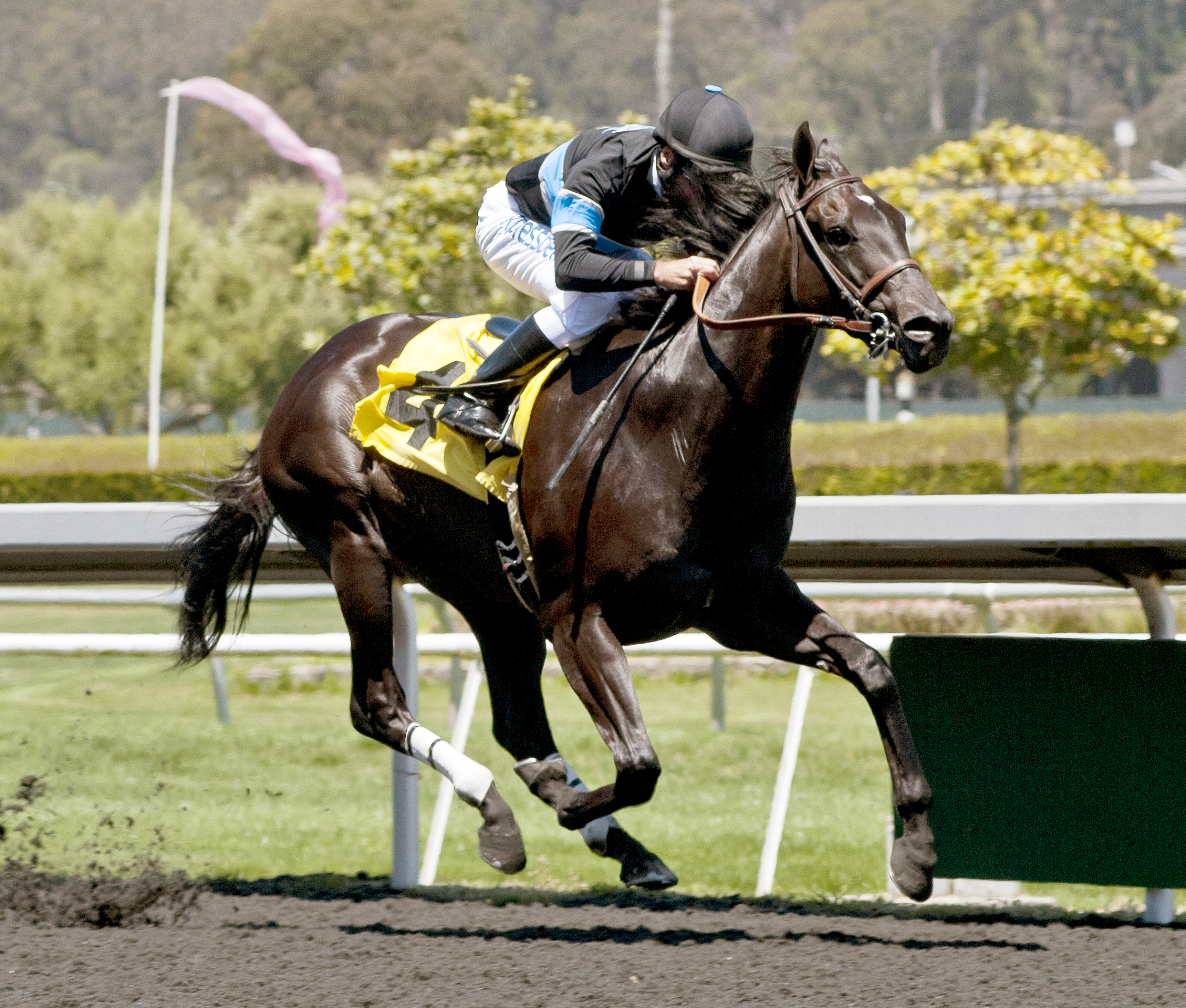 Shared Belief wins an allowance race