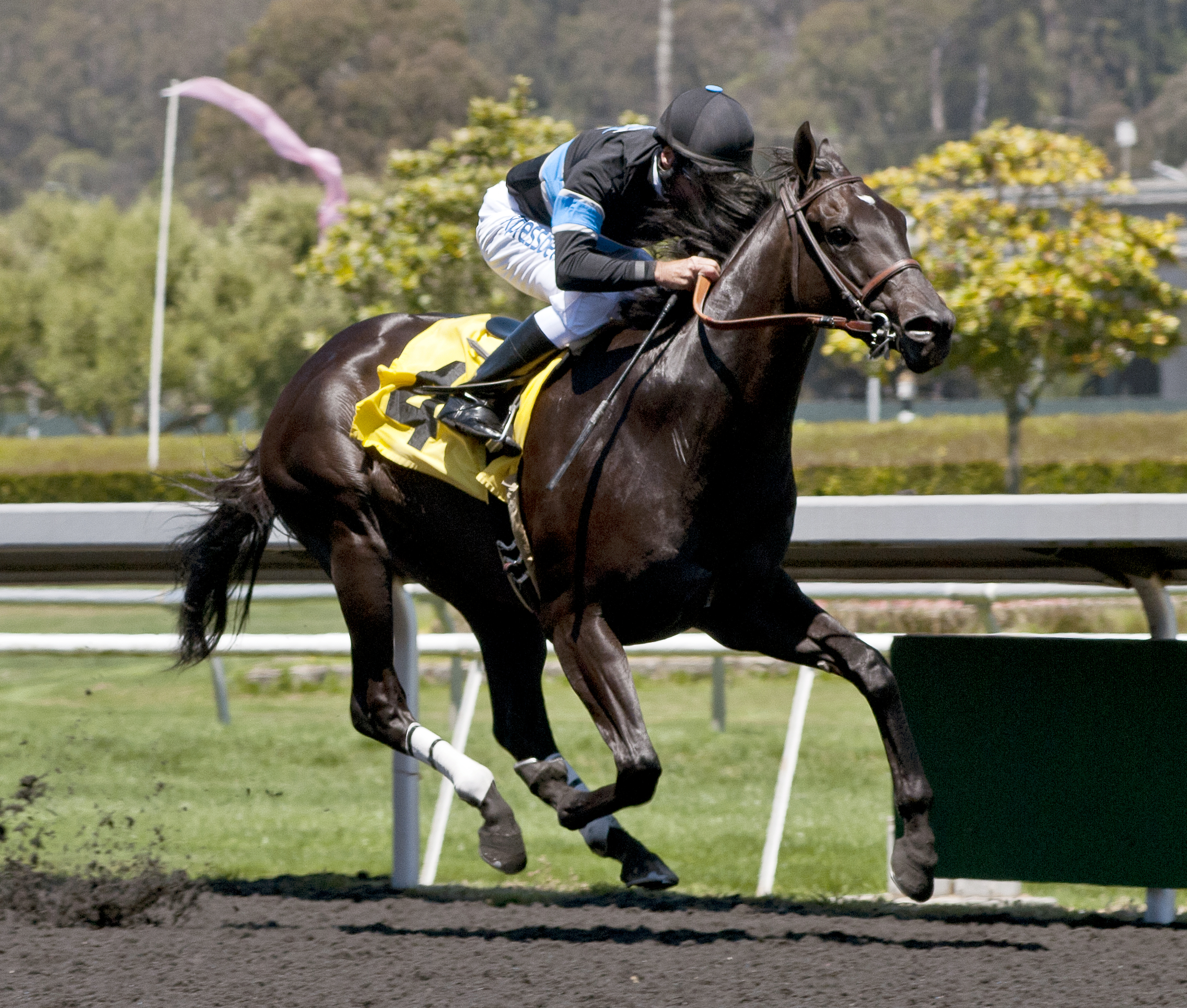 Shared Belief wins an allowance race