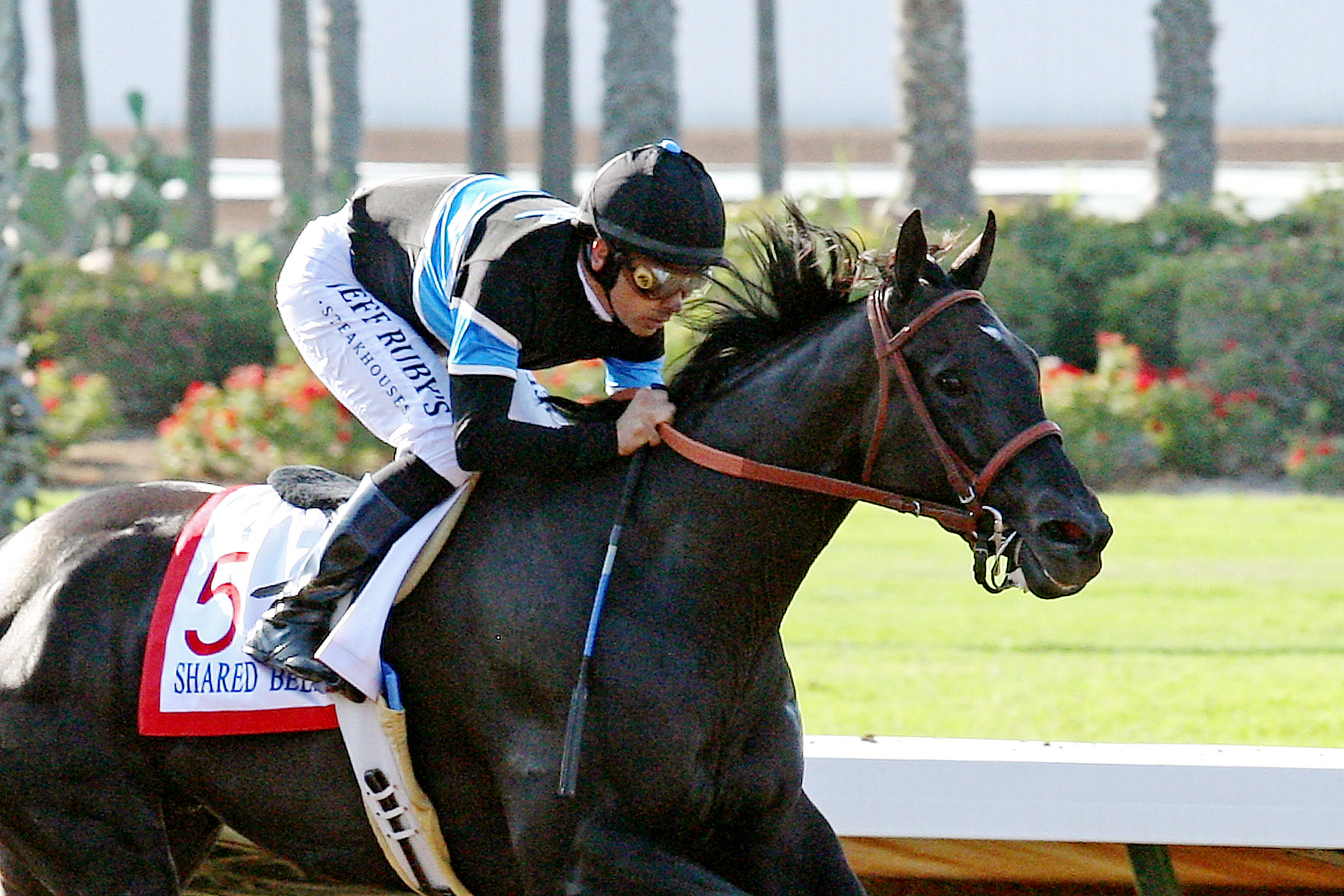 Shared Belief wins the Los Alamitos Derby