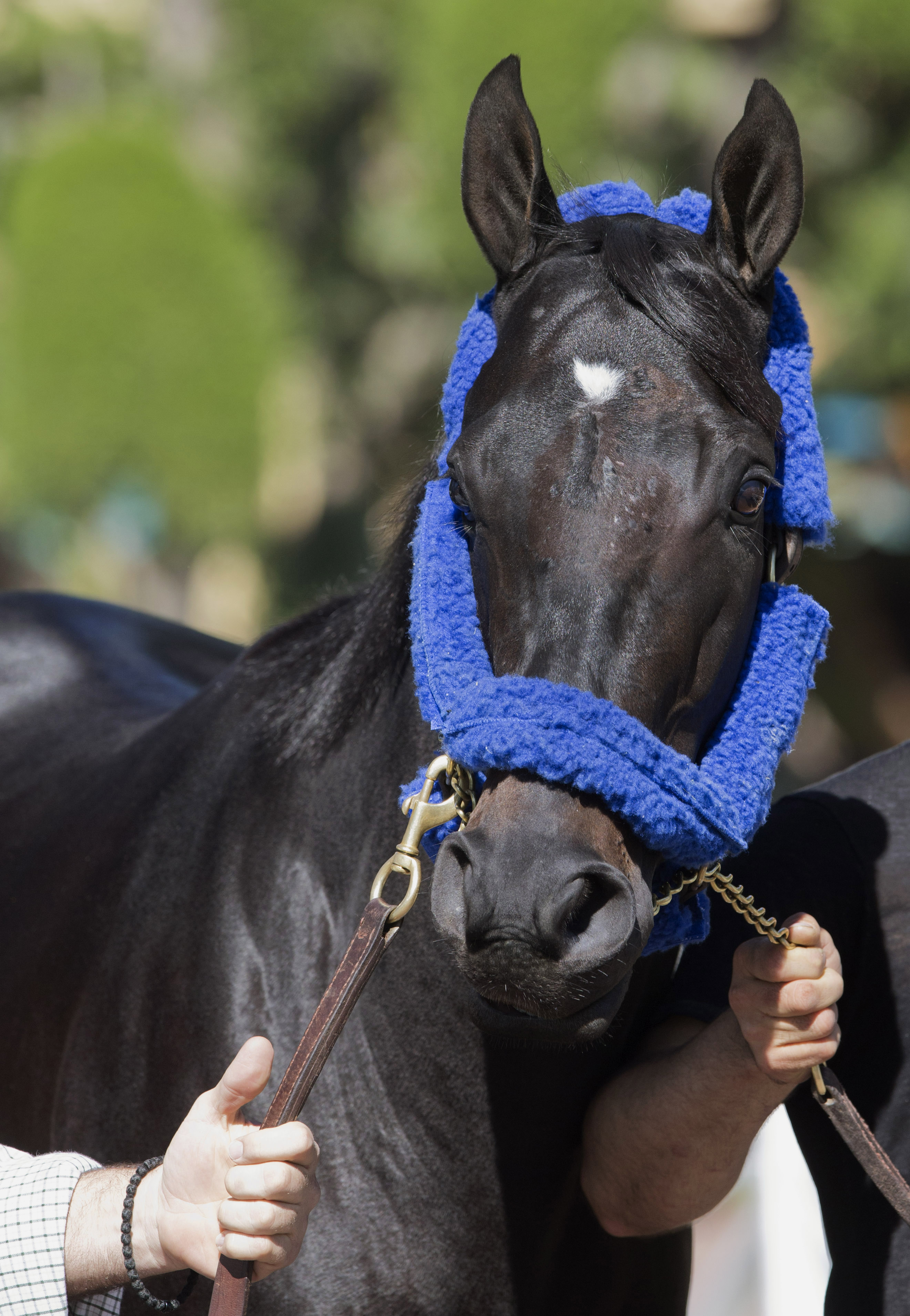 Shared Belief