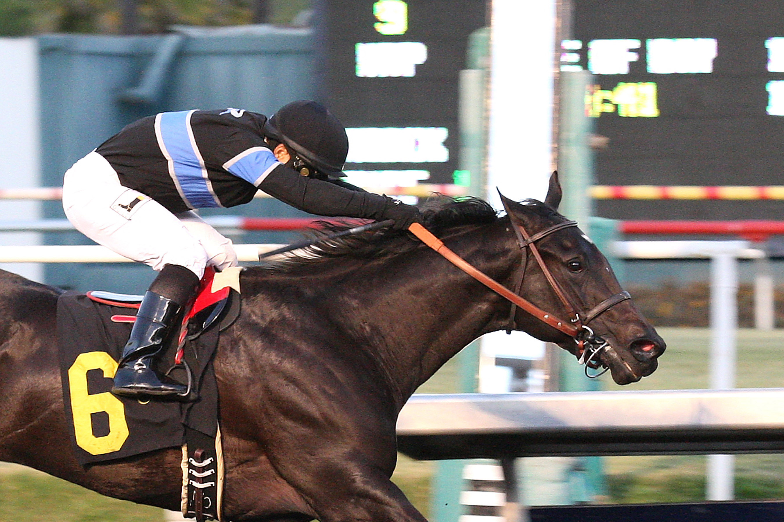 Hollendorfer pleased with Shared Belief's progress