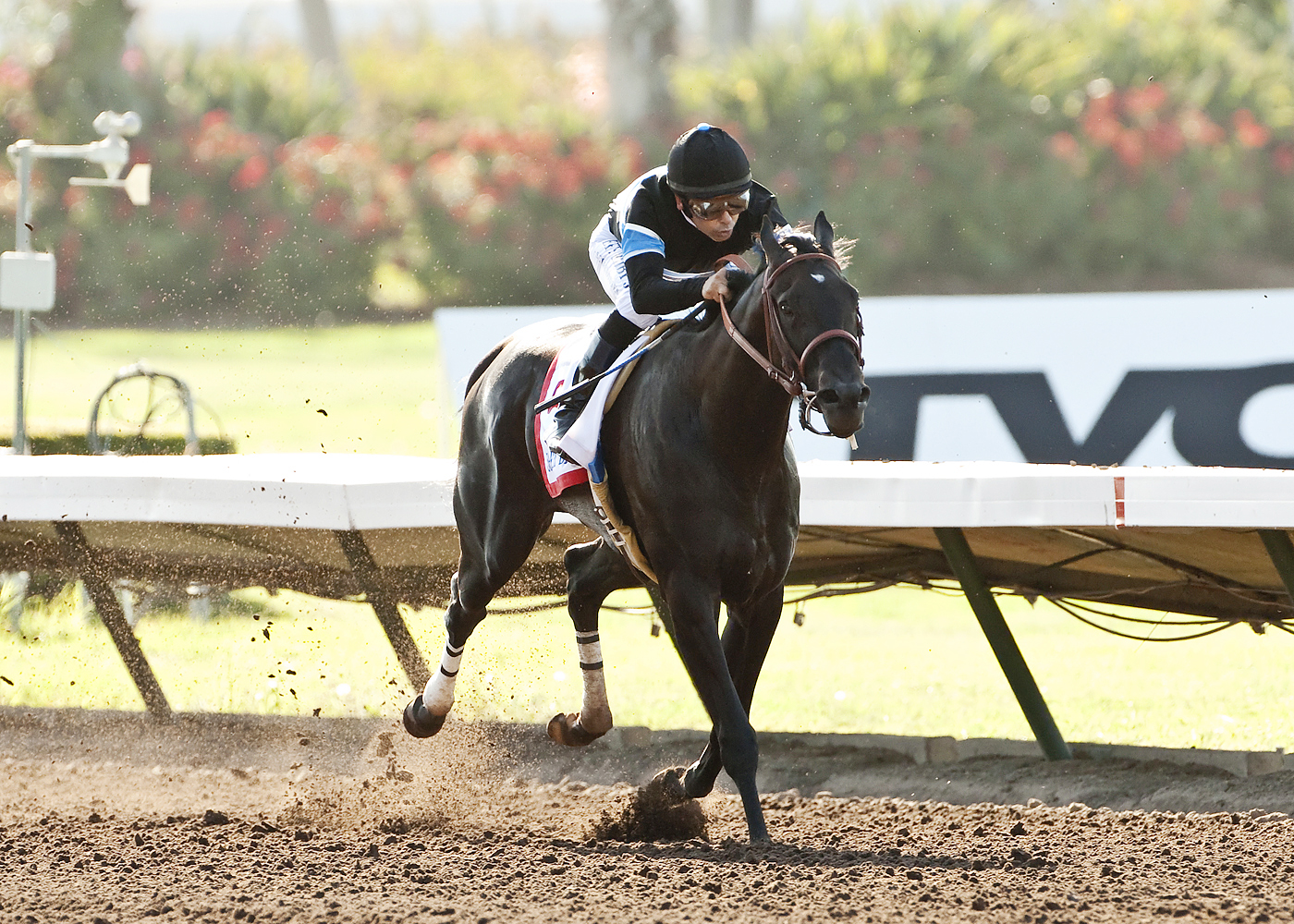 Shared Belief wins the Los Alamitos Derby