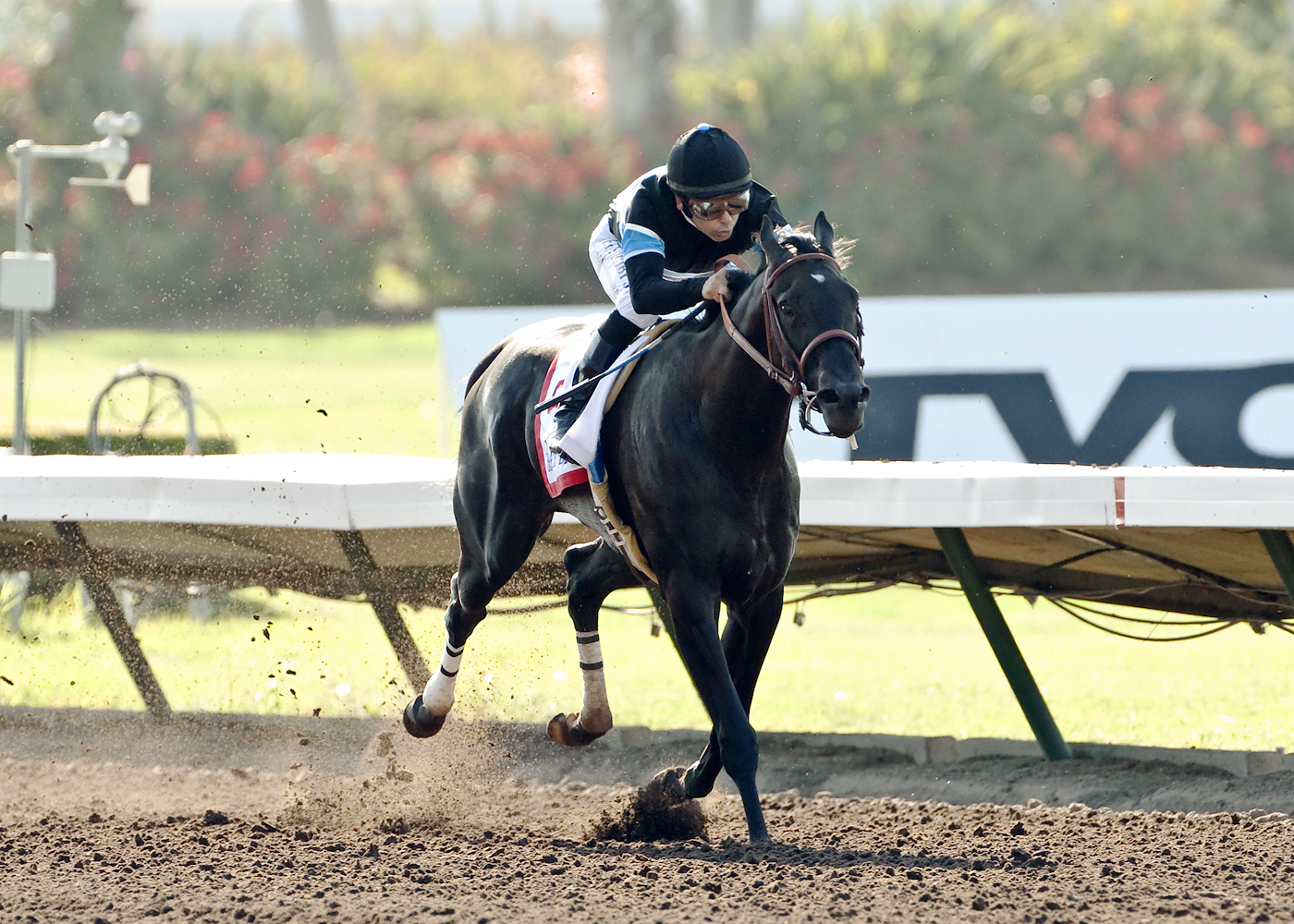 Shared Belief wins the Los Alamitos Derby