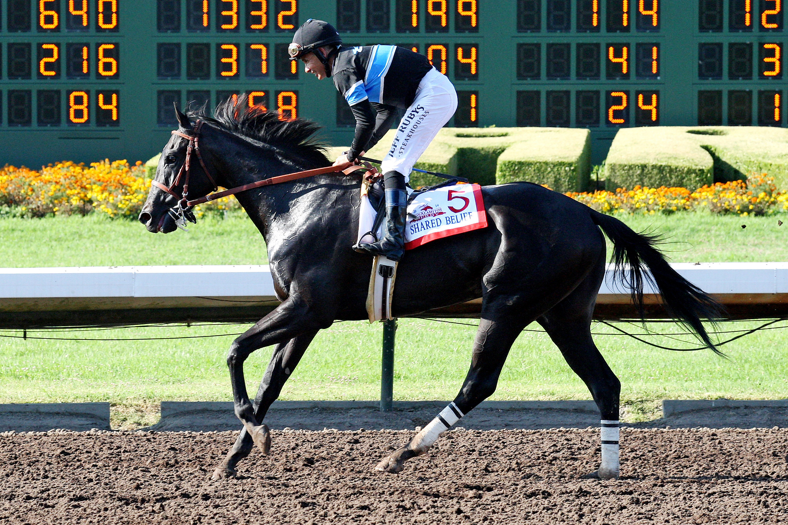 Shared Belief after winning the Los Alamitos Derby