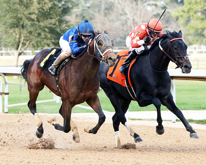 Shared Sense (left) wins a Feb. 29 allowance at Oaklawn Park
