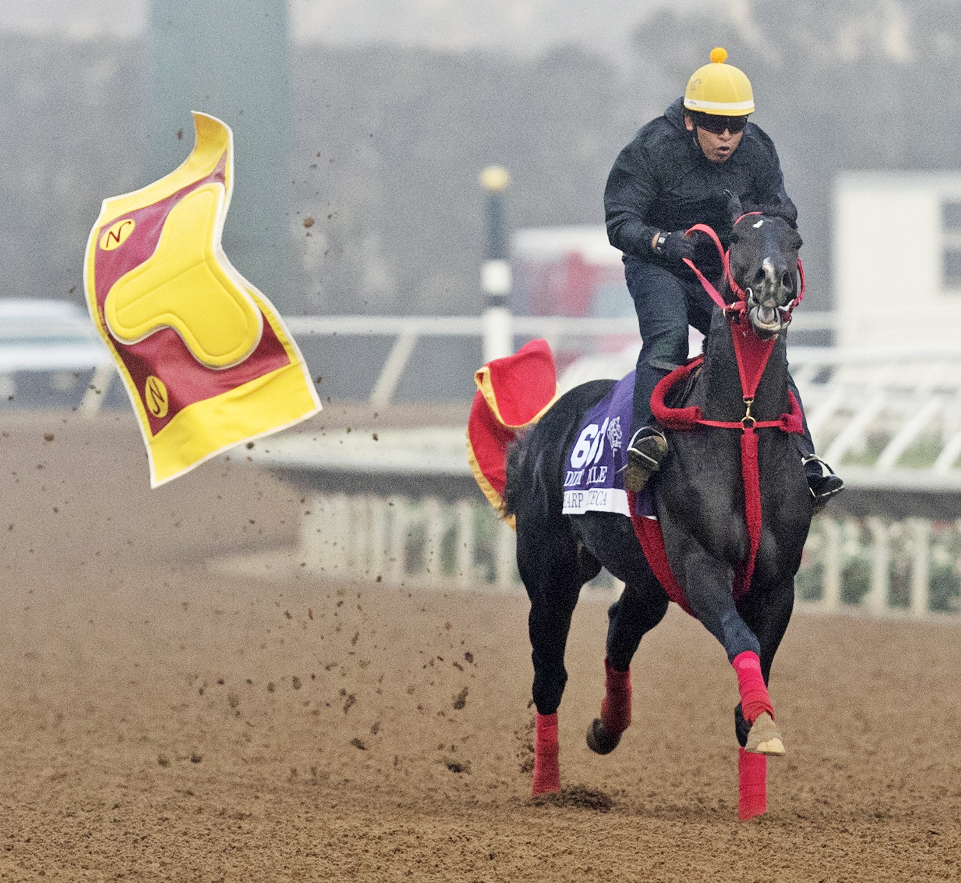 Sharp Azteca loses his saddle pads