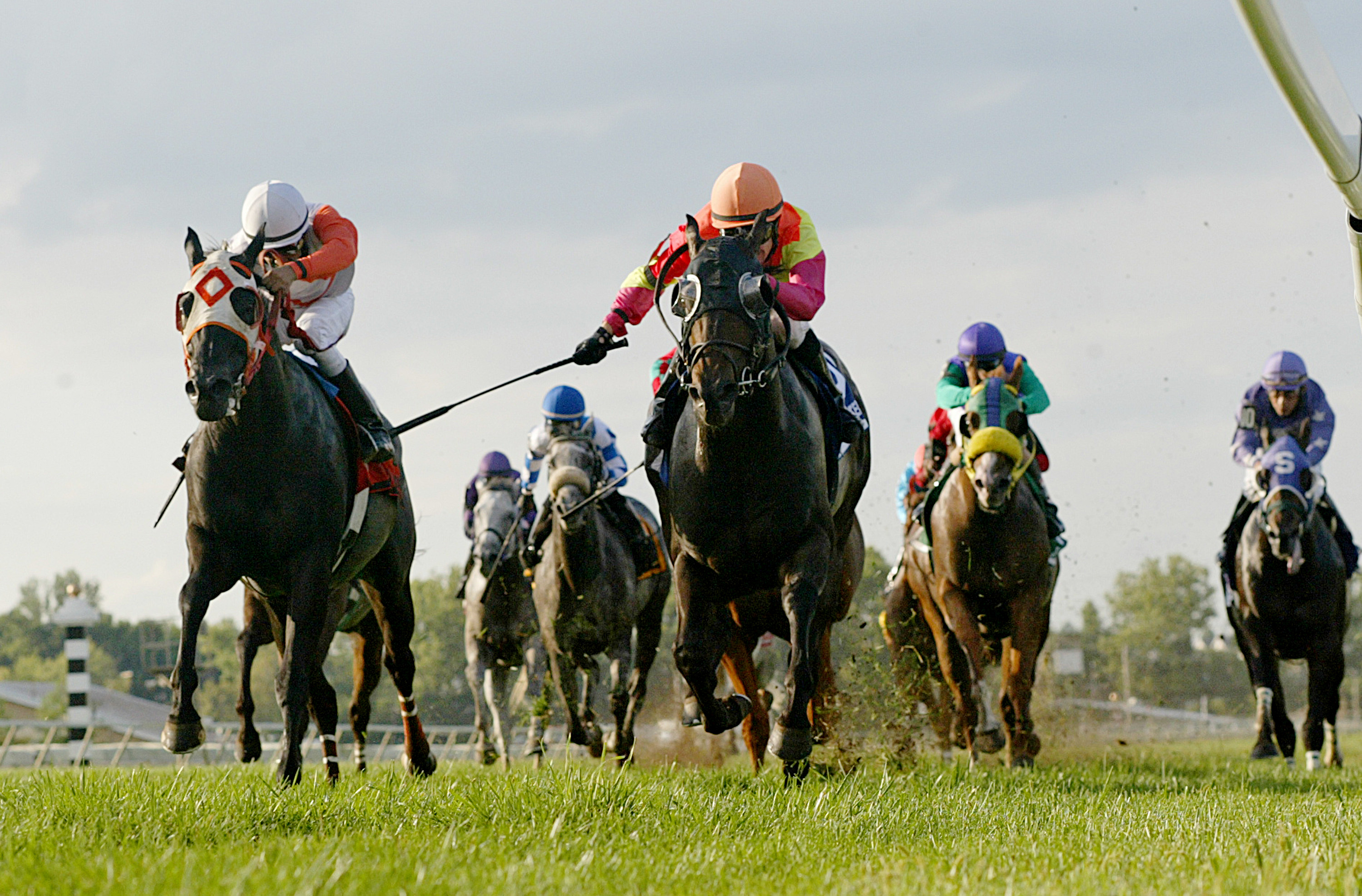 Ben's Cat finishes second in the Turf Monster