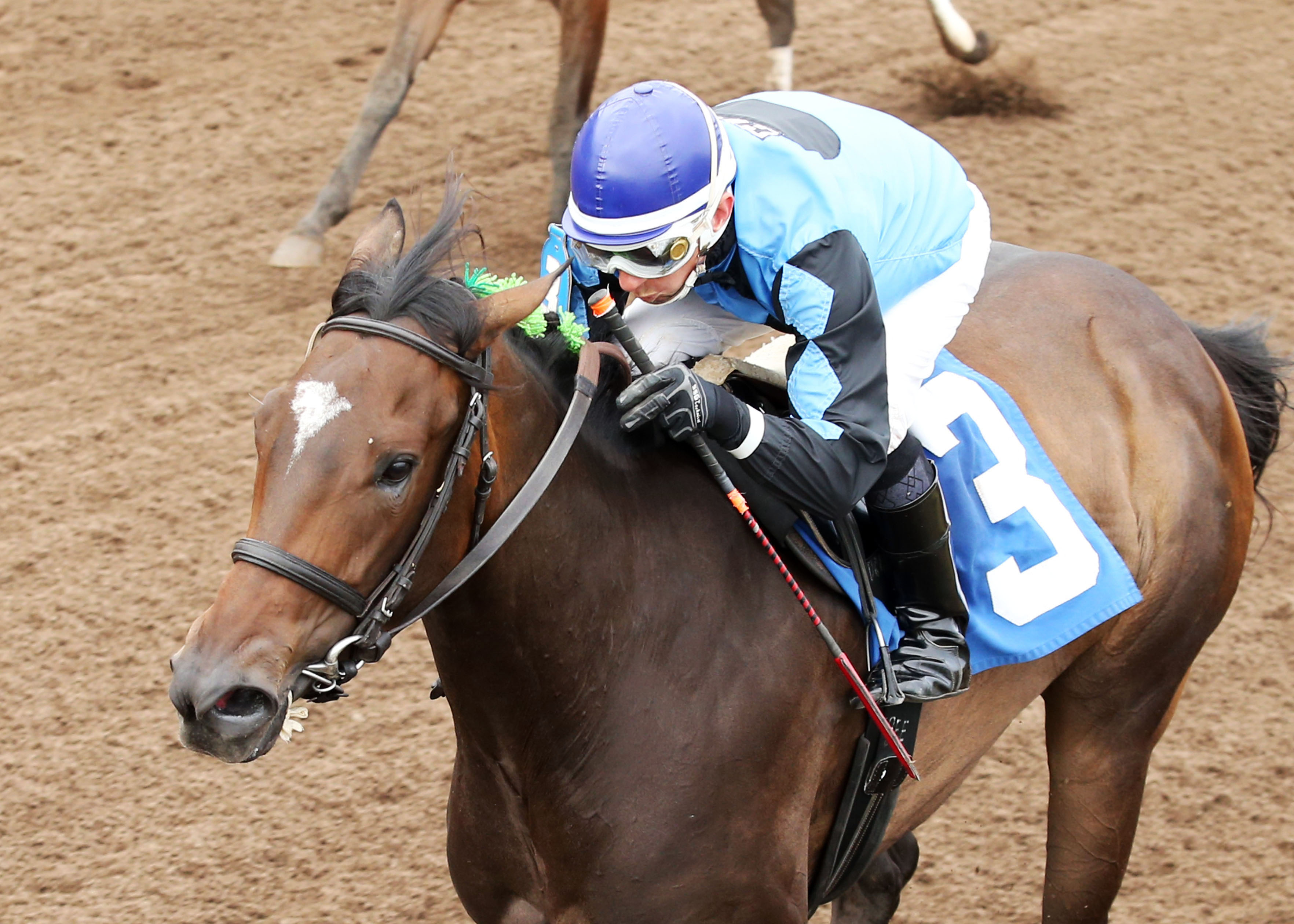 She Can Ski wins the 2013 Northern Lights Debutante