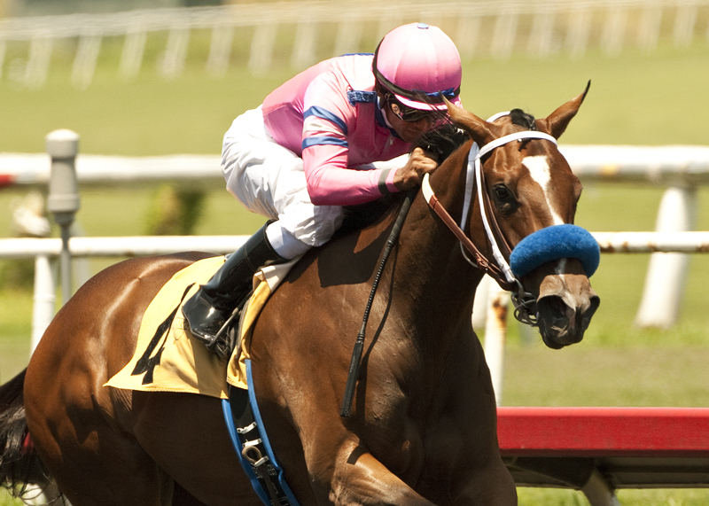 She's a Tiger, Landaluce Stakes