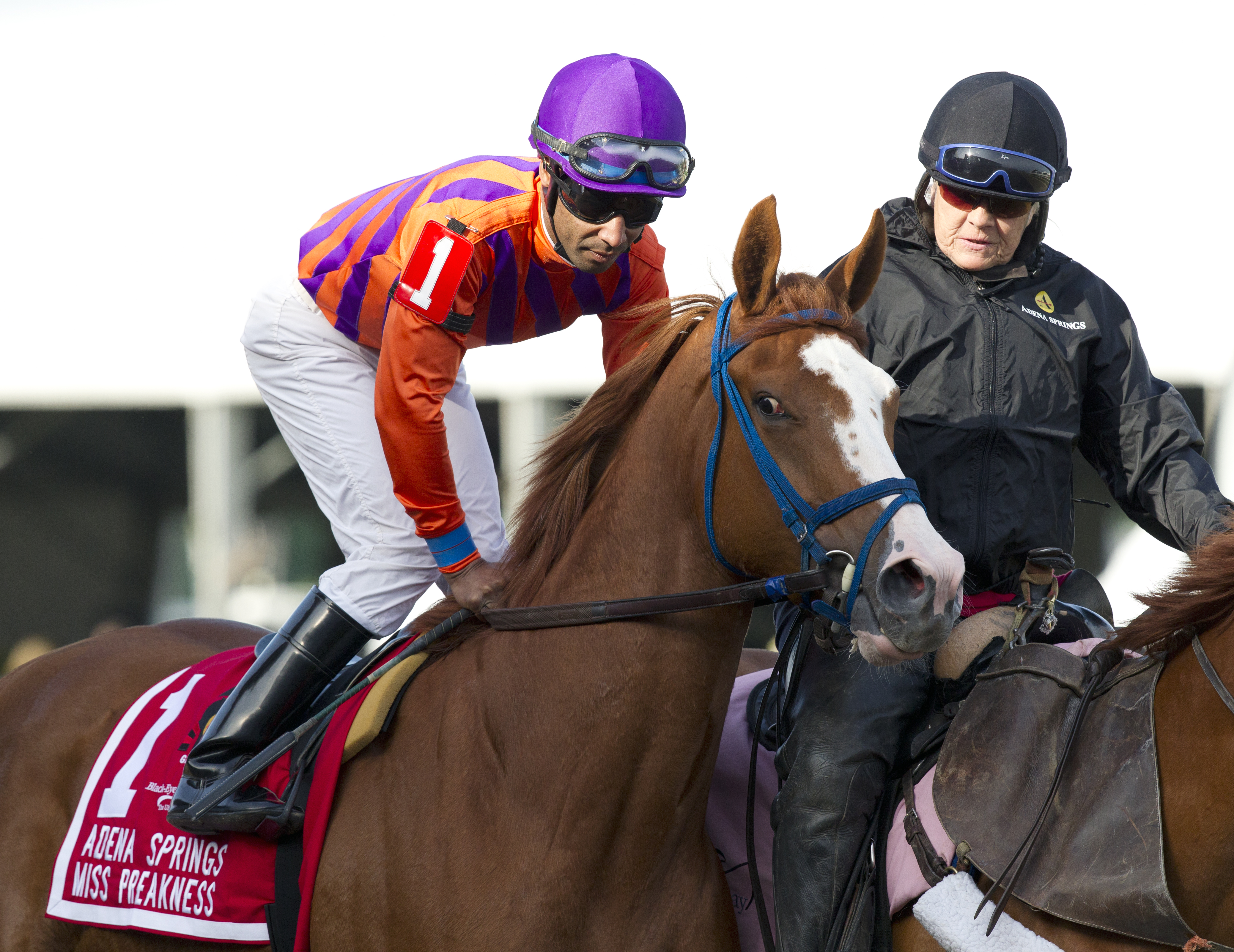 She's All Ready at the Miss Preakness