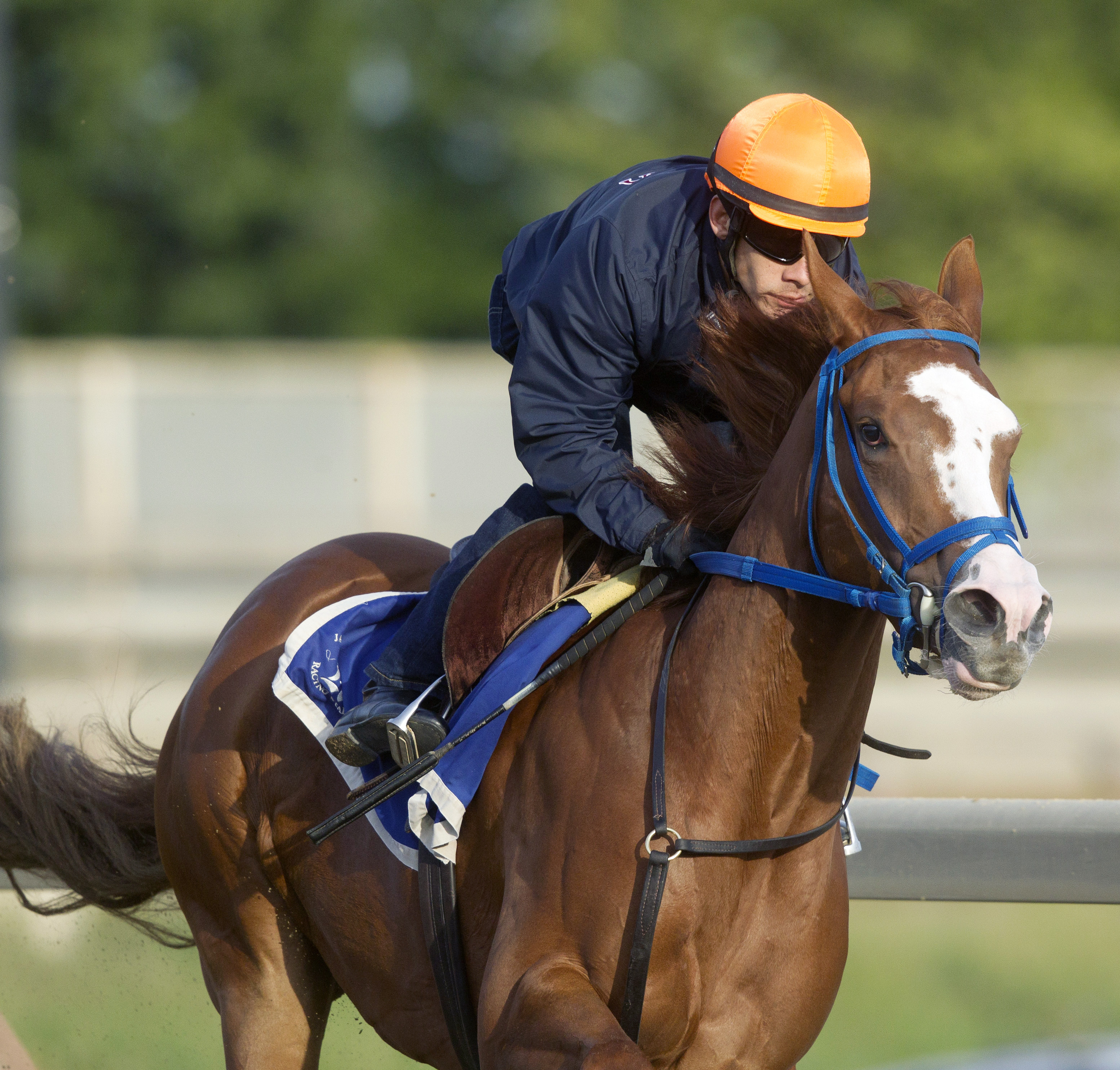 She's All Ready trains at Saratoga
