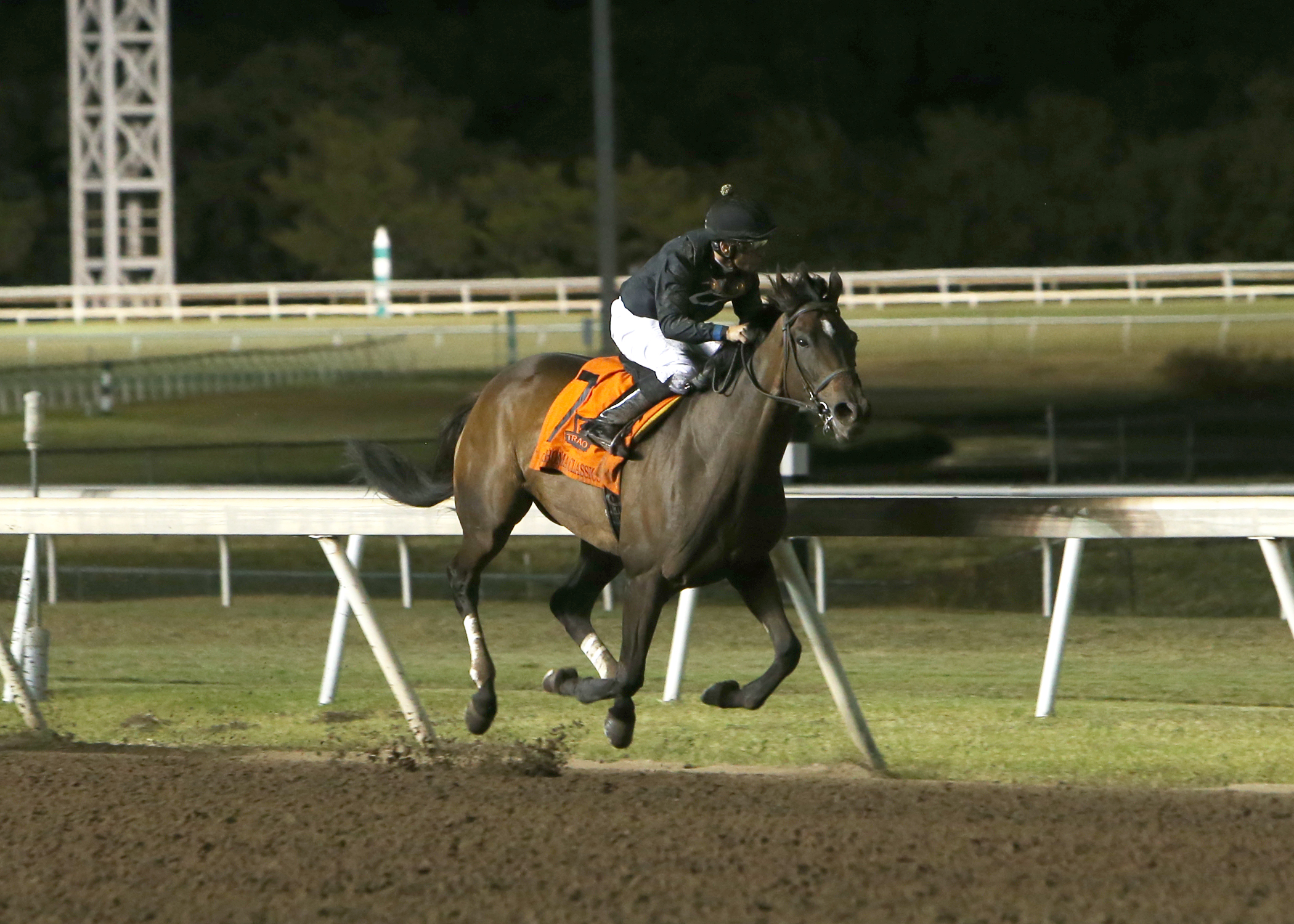 She's All Wolfe - OKC Distaff S. 2022