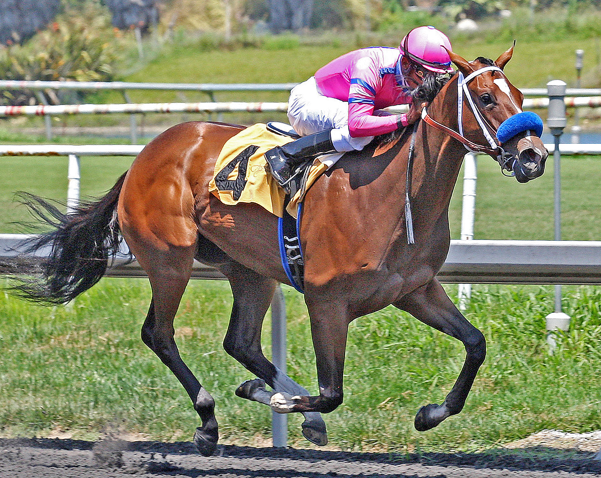 She's a Tiger, Landaluce Stakes