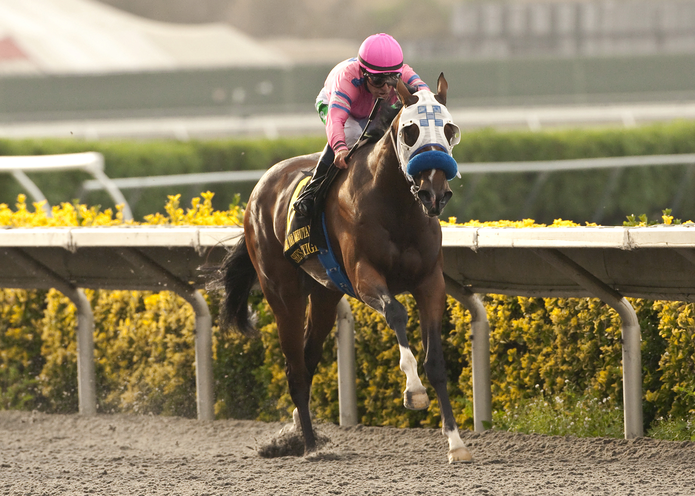 She's a Tiger, Del Mar Debutante